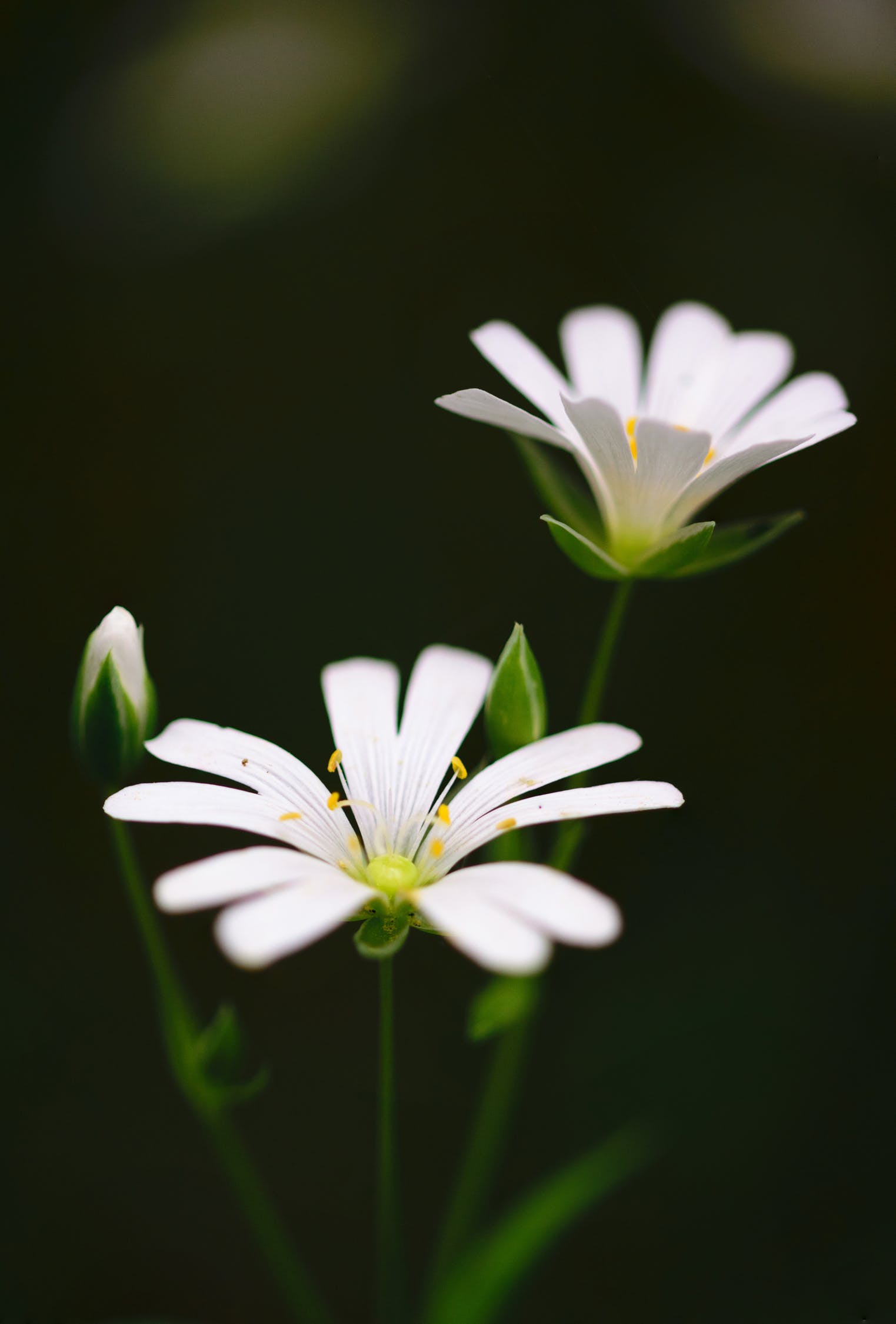 White Flower HD Wallpapers Wallpaper Cave
