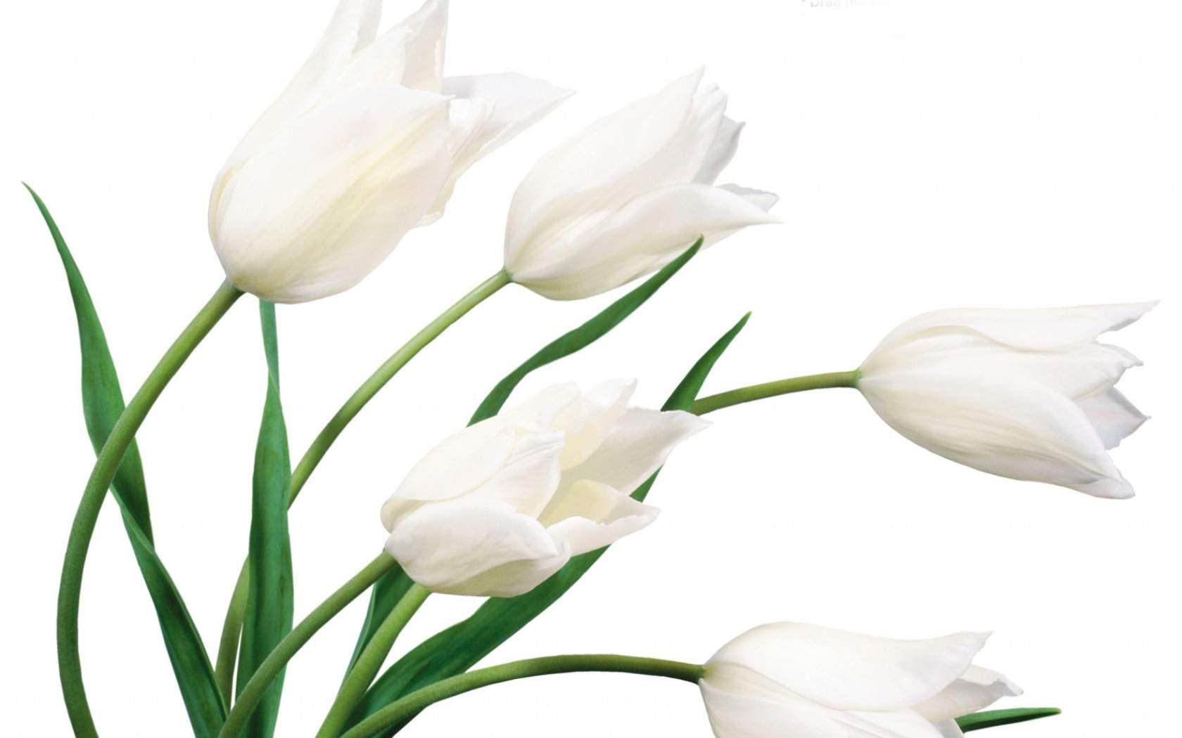 White Flower HD Wallpapers Wallpaper Cave