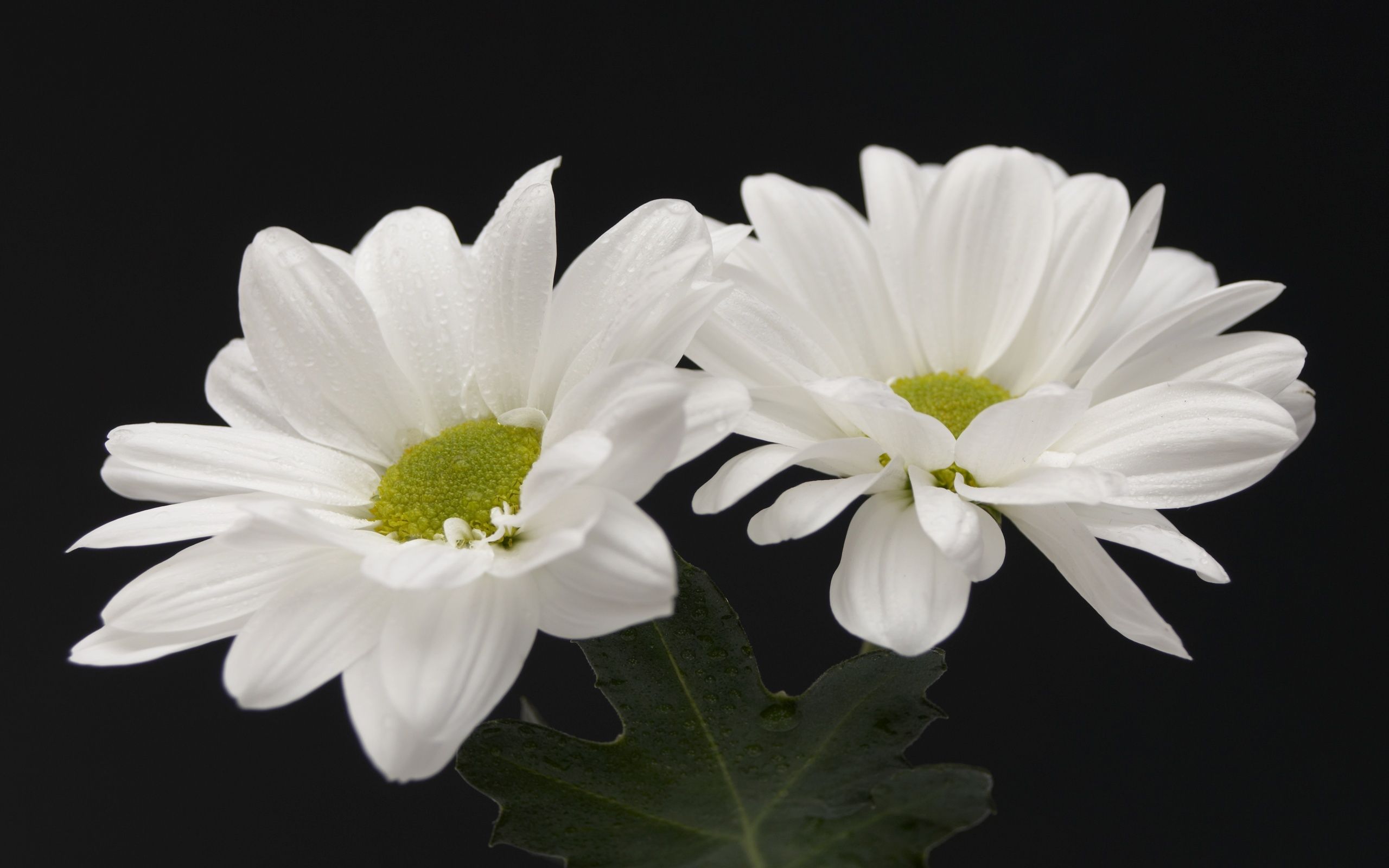 White Flower HD Wallpapers Wallpaper Cave