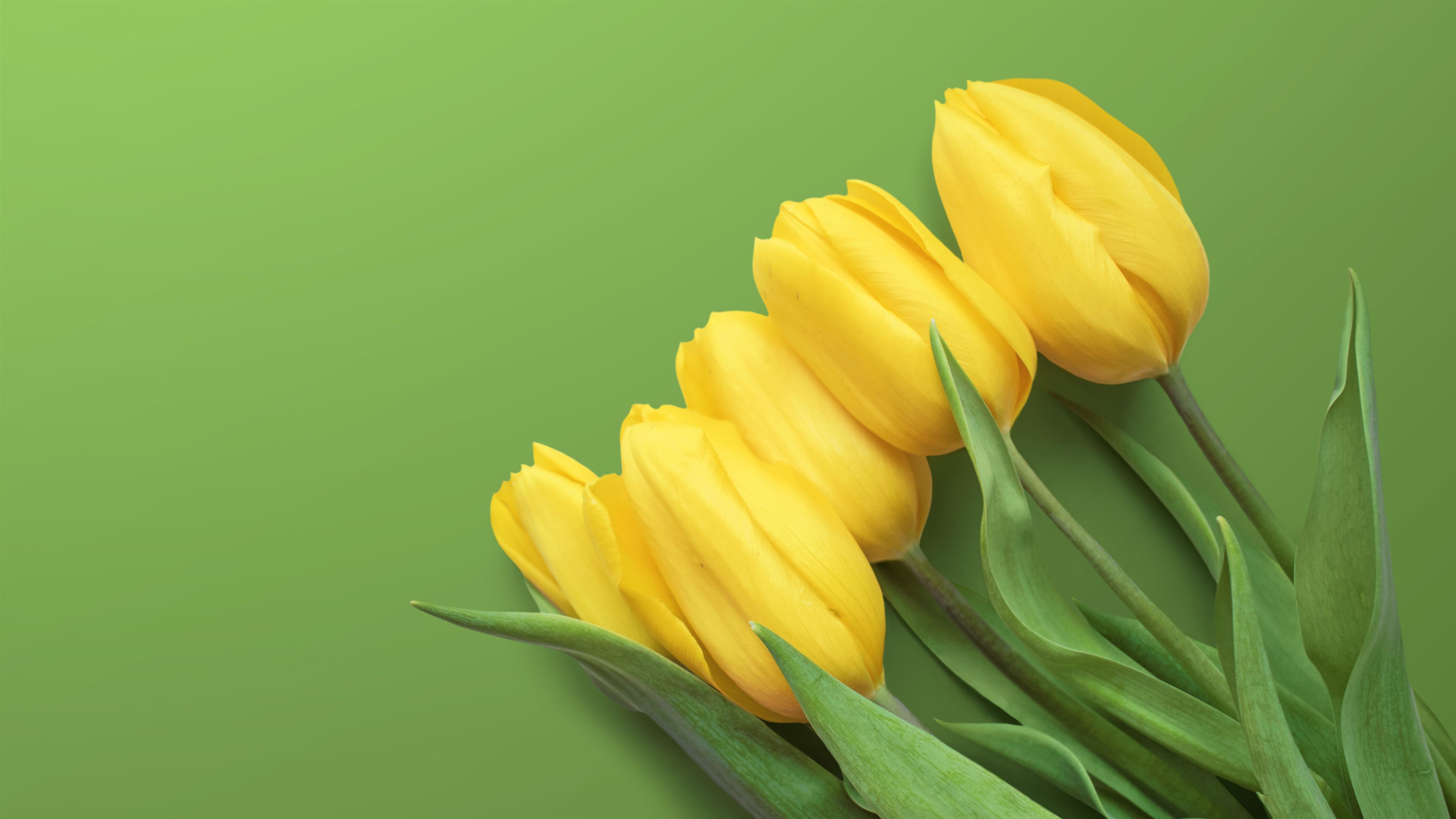 Yellow Tulip HD Wallpapers Wallpaper Cave