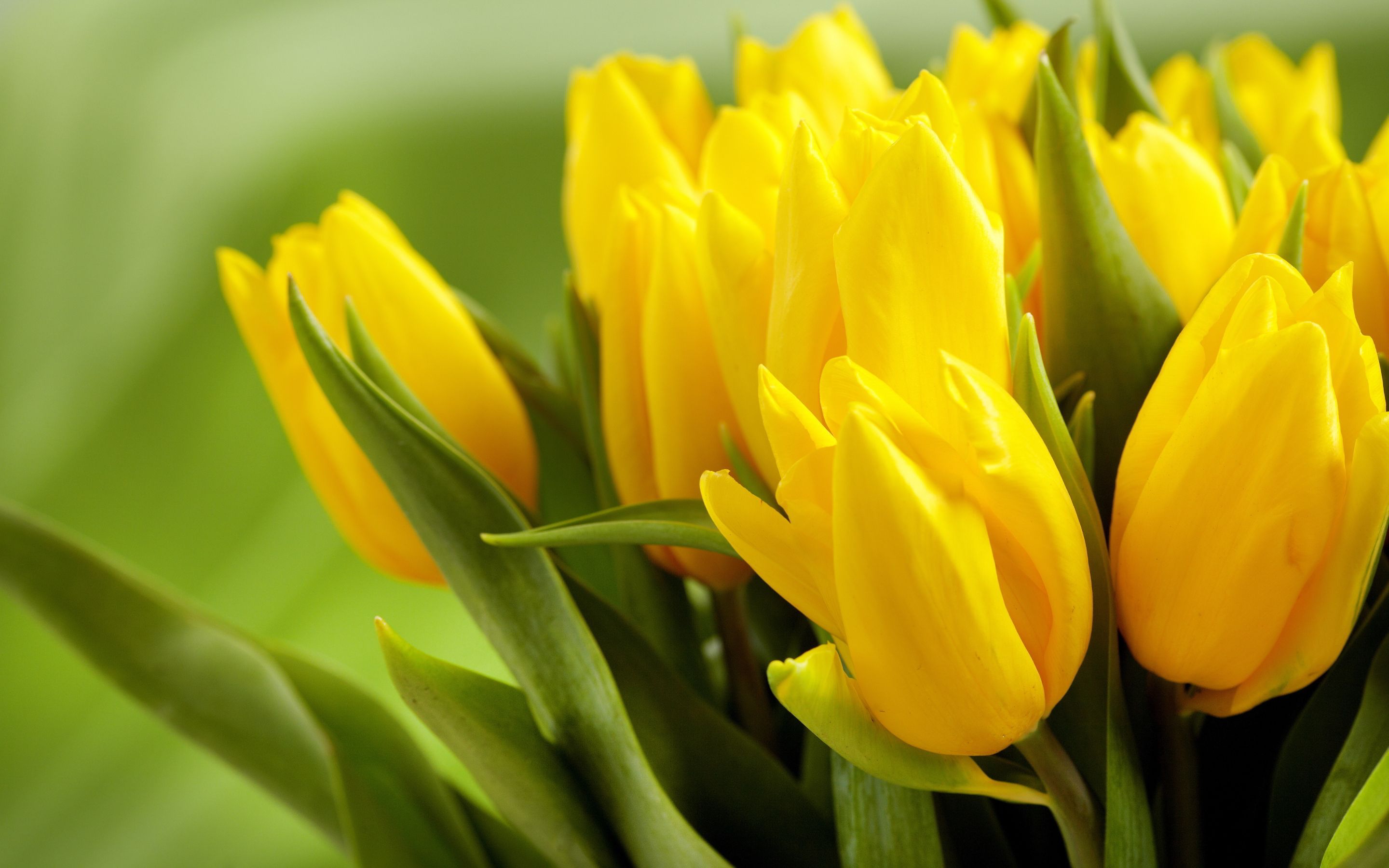 Yellow Tulip HD Wallpapers Wallpaper Cave