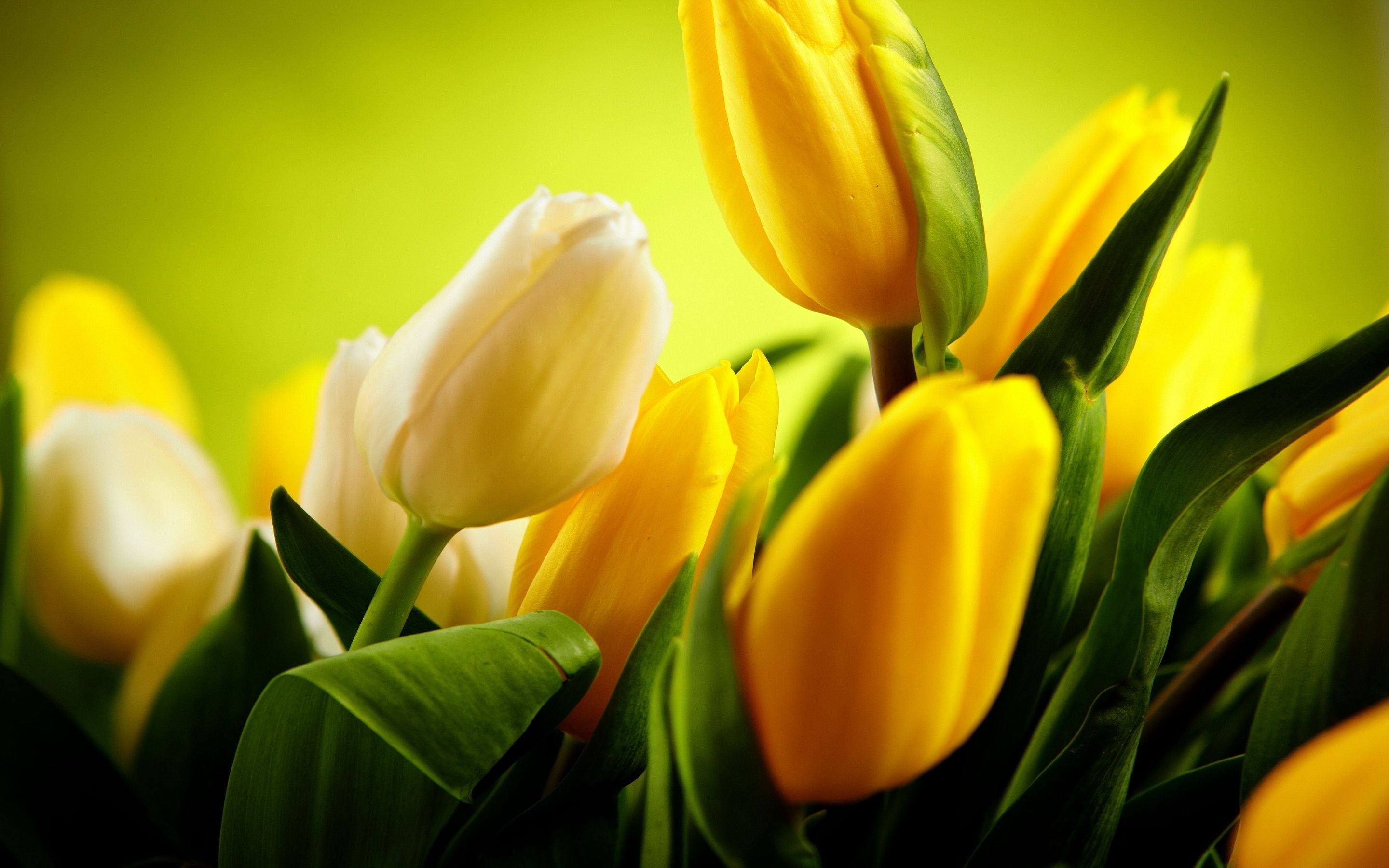 Yellow Tulip HD Wallpapers Wallpaper Cave