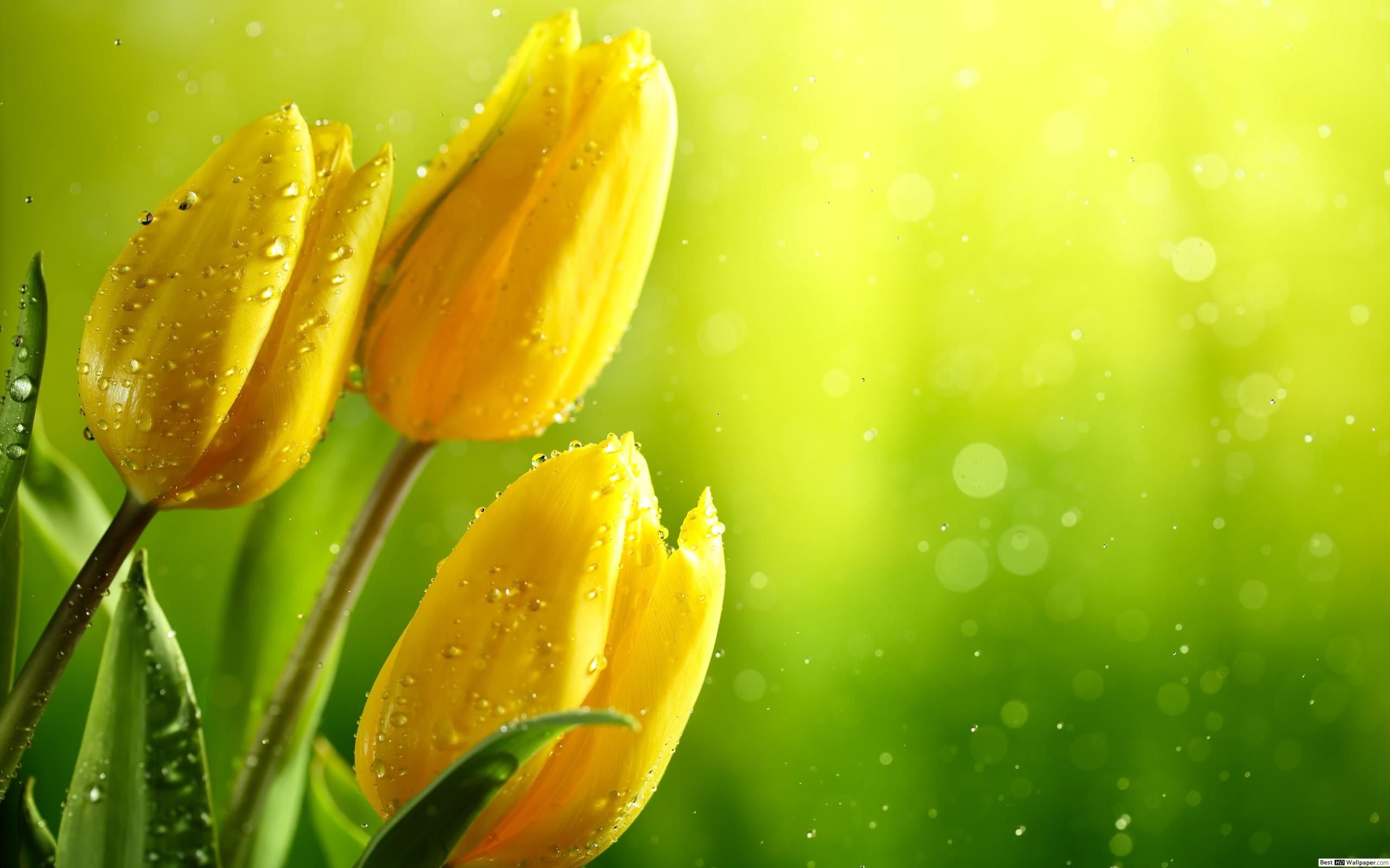 Yellow Tulip HD Wallpapers Wallpaper Cave