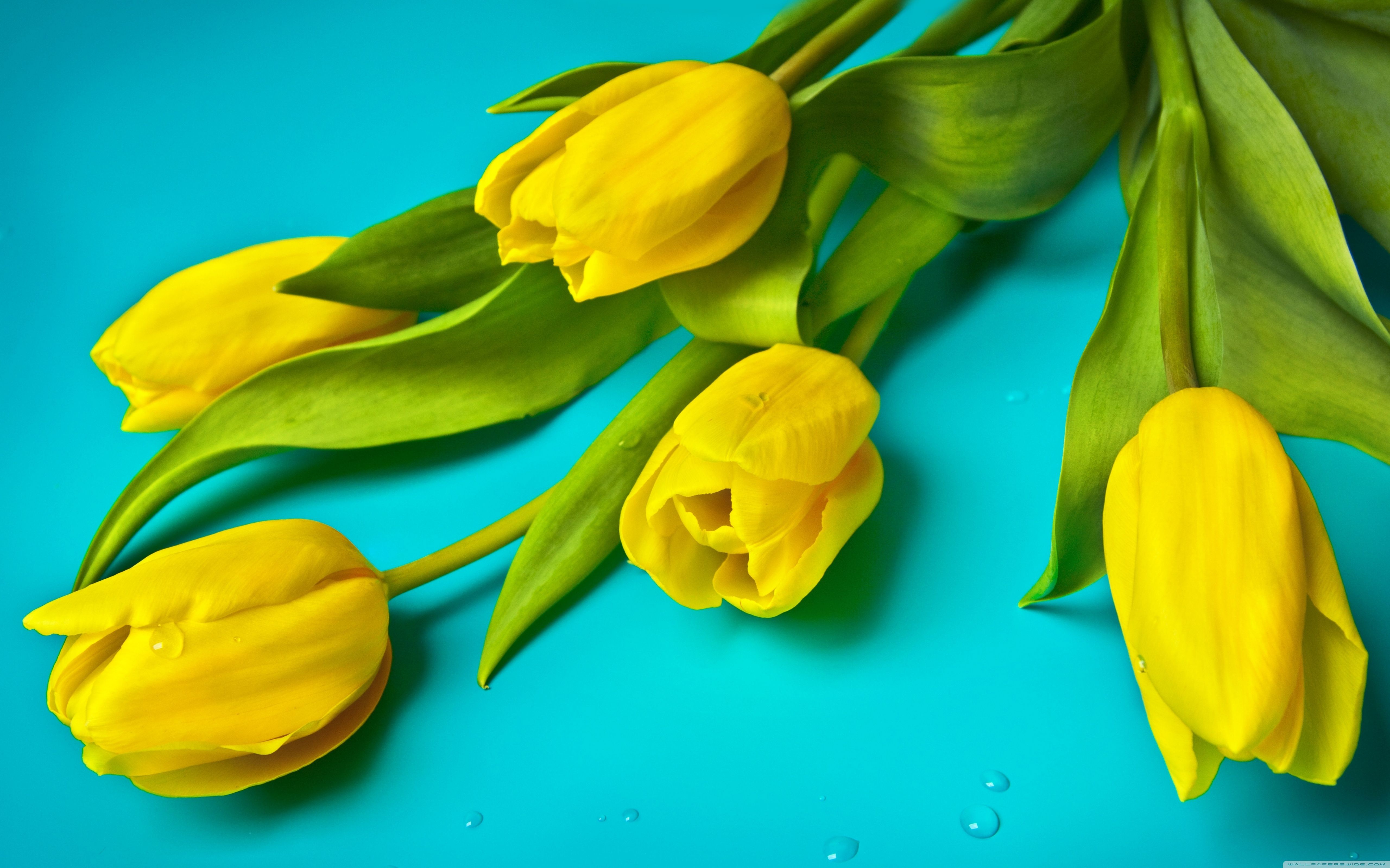 Yellow Tulip HD Wallpapers Wallpaper Cave