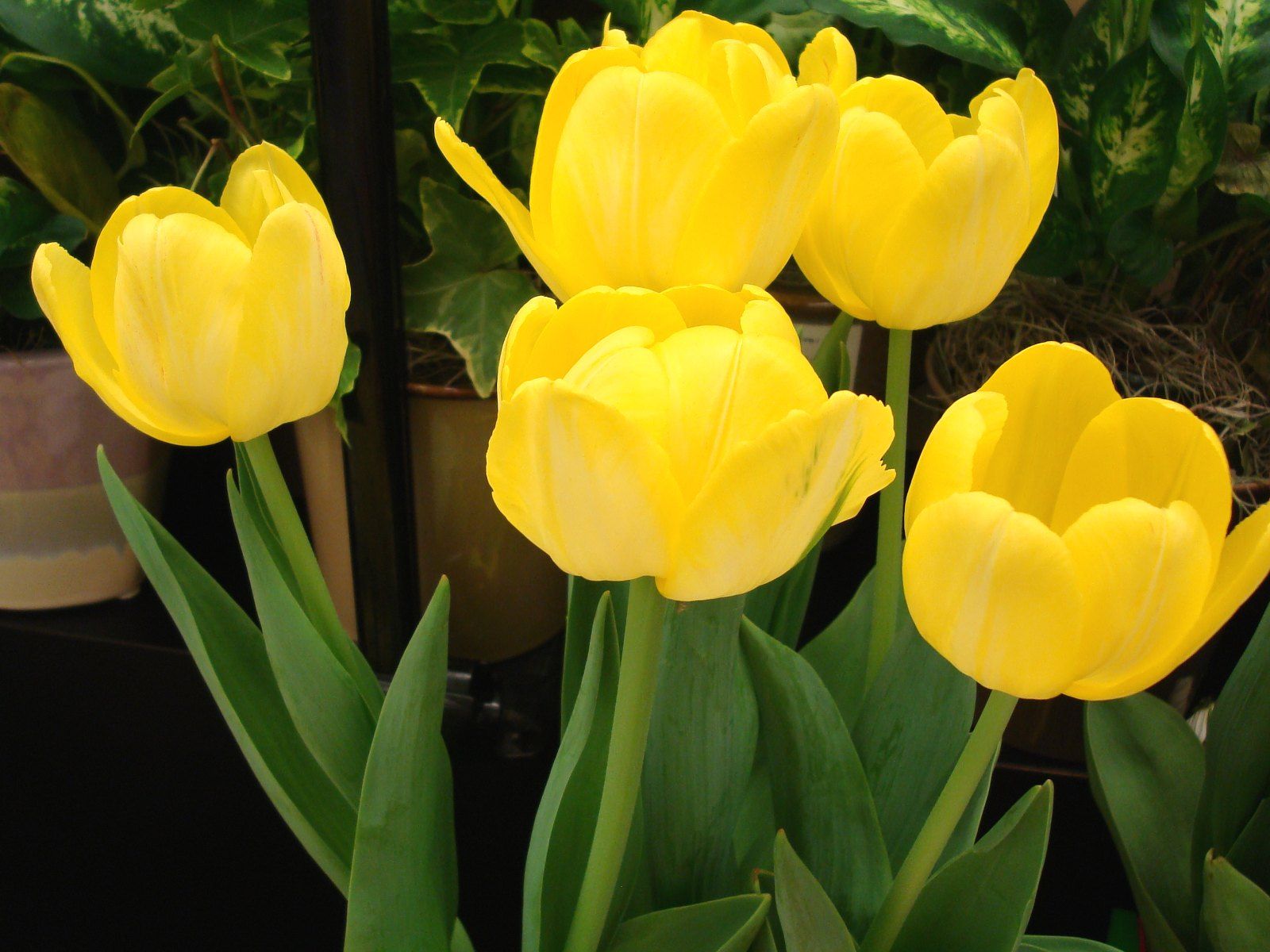 Yellow Tulip HD Wallpapers Wallpaper Cave