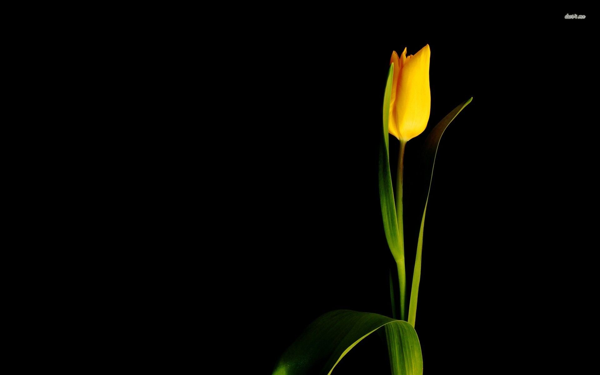 Yellow Tulip HD Wallpapers Wallpaper Cave