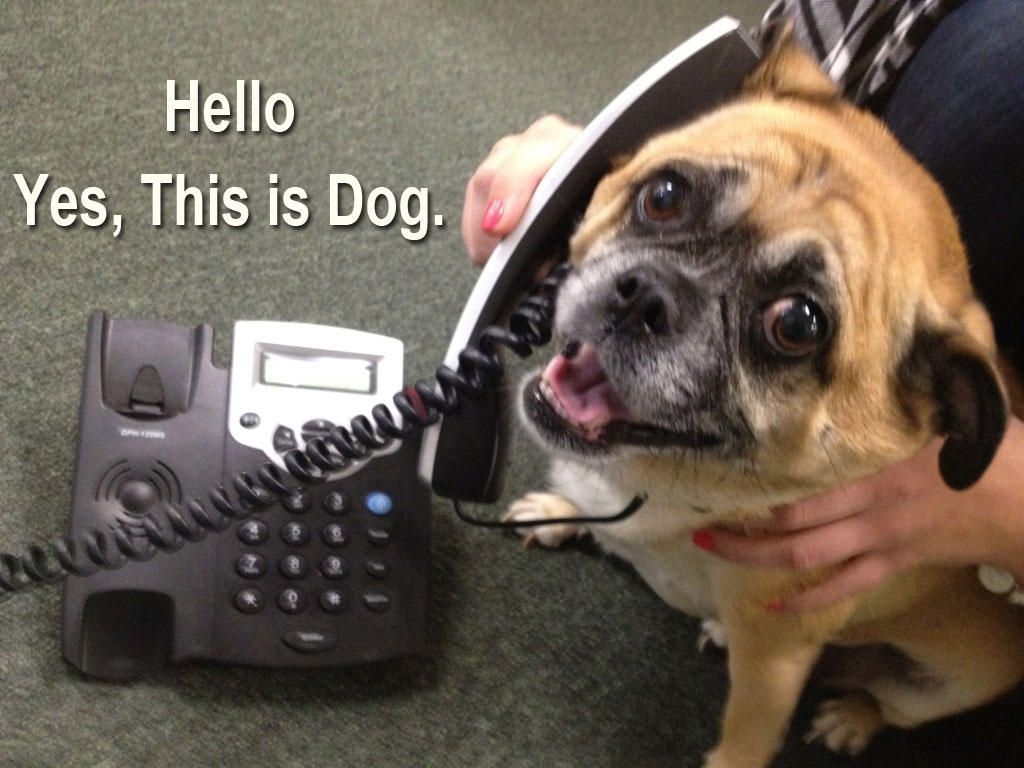 Dog Meme Wallpapers Wallpaper Cave