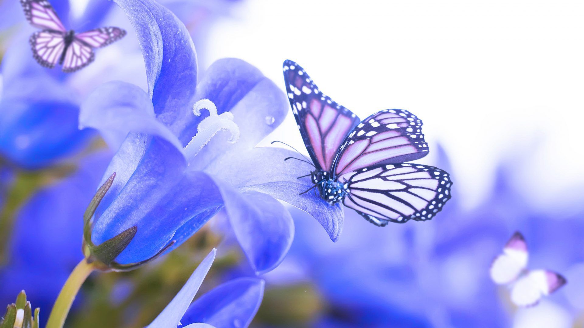 Flowers Butterfly HD Wallpapers Wallpaper Cave