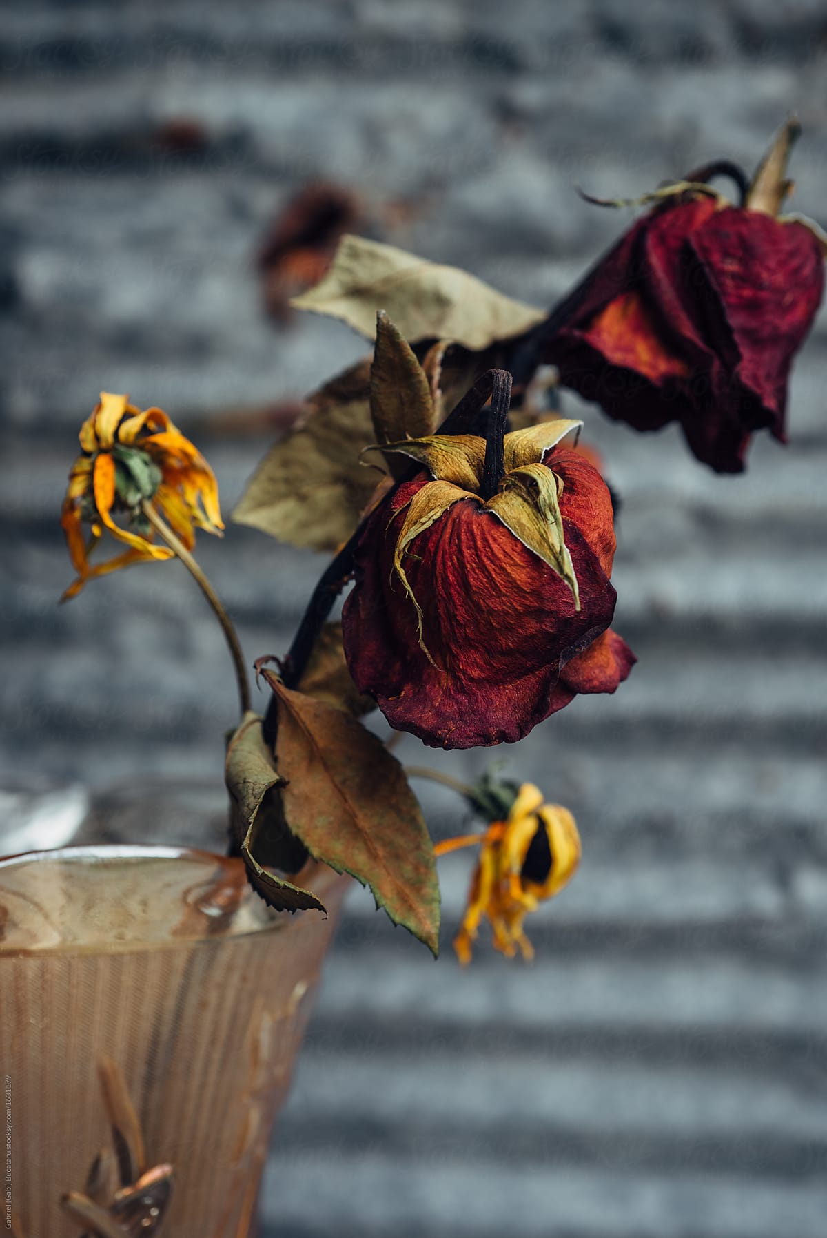Dead Roses Wallpapers Wallpaper Cave