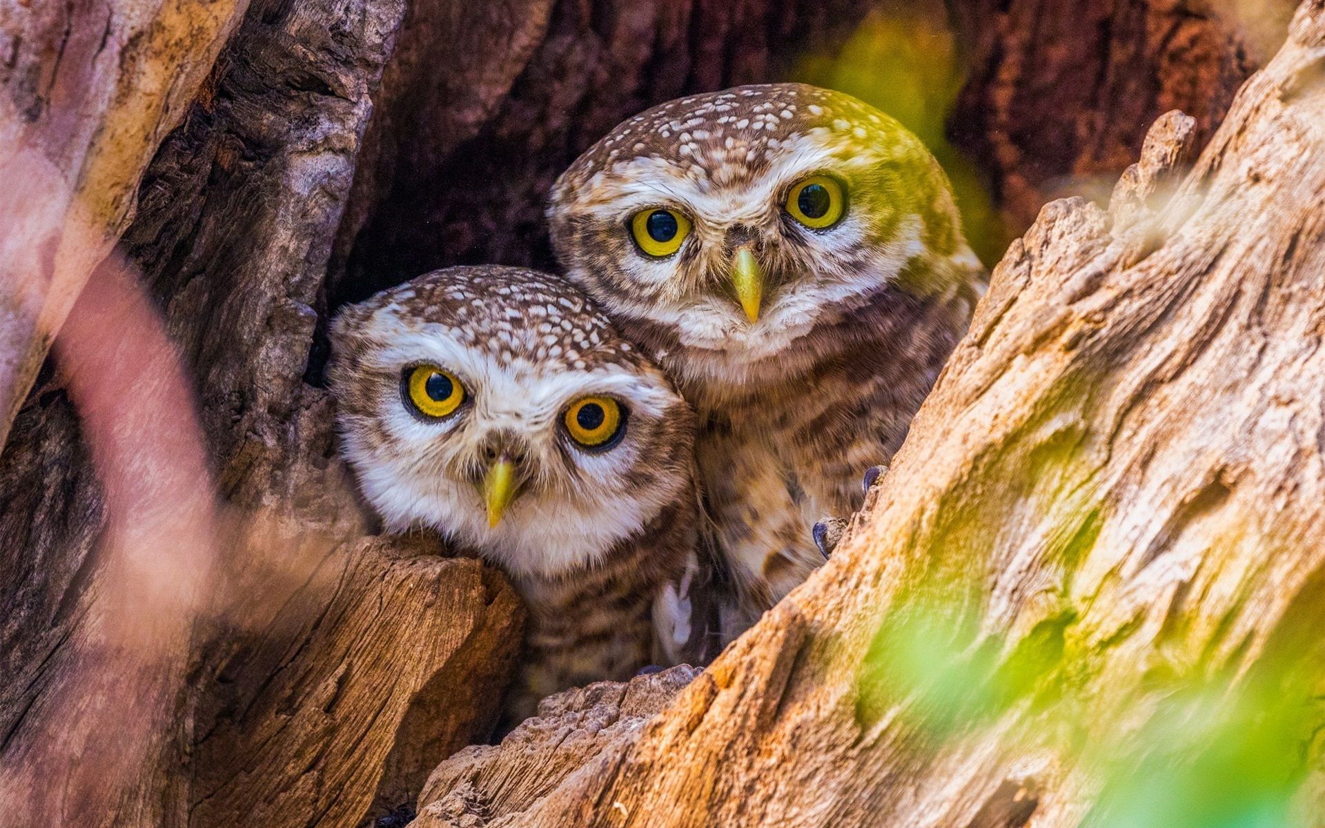 Two Owls Wallpapers Wallpaper Cave