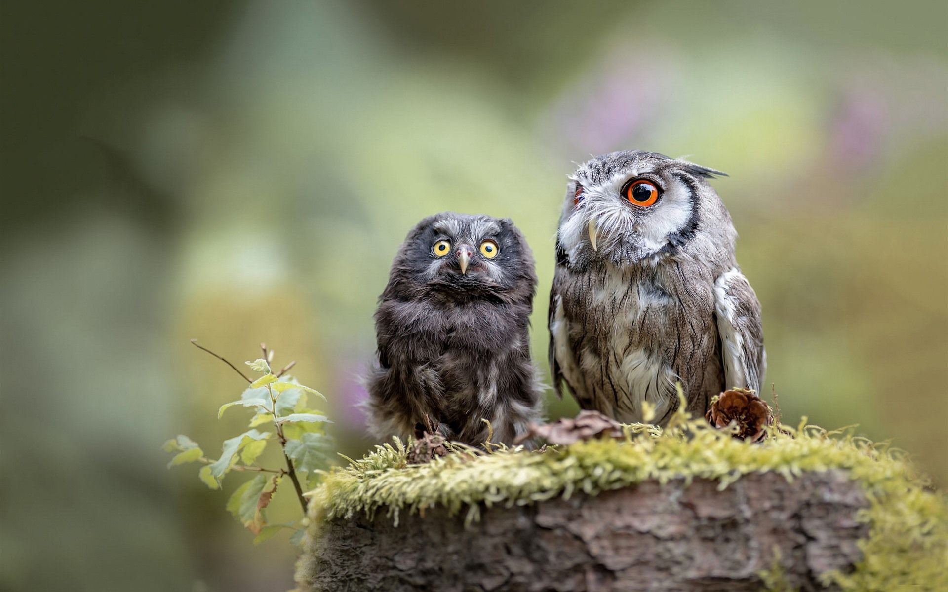Two Owls Wallpapers Wallpaper Cave