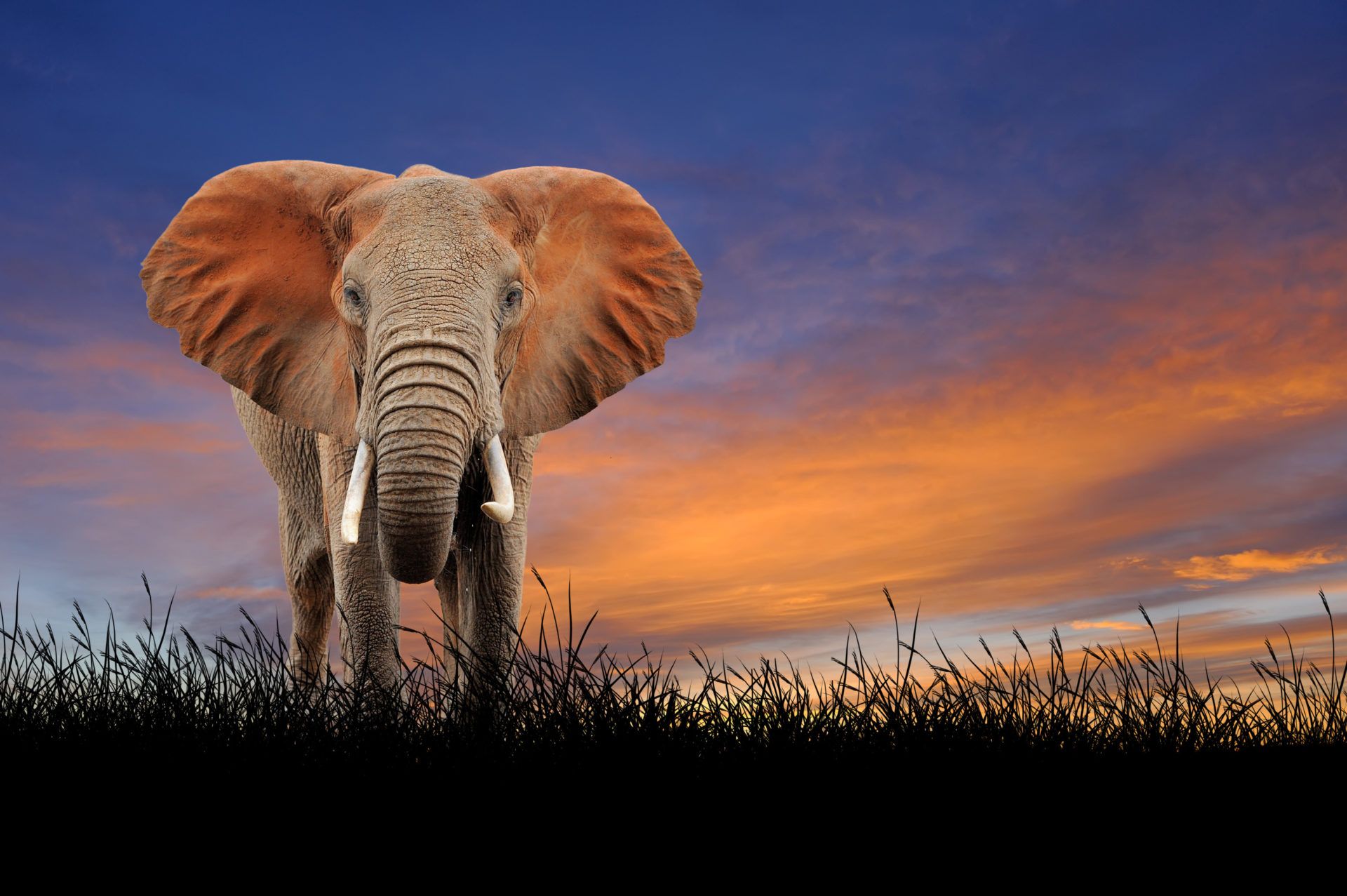 Animal Elephant HD Wallpapers Wallpaper Cave