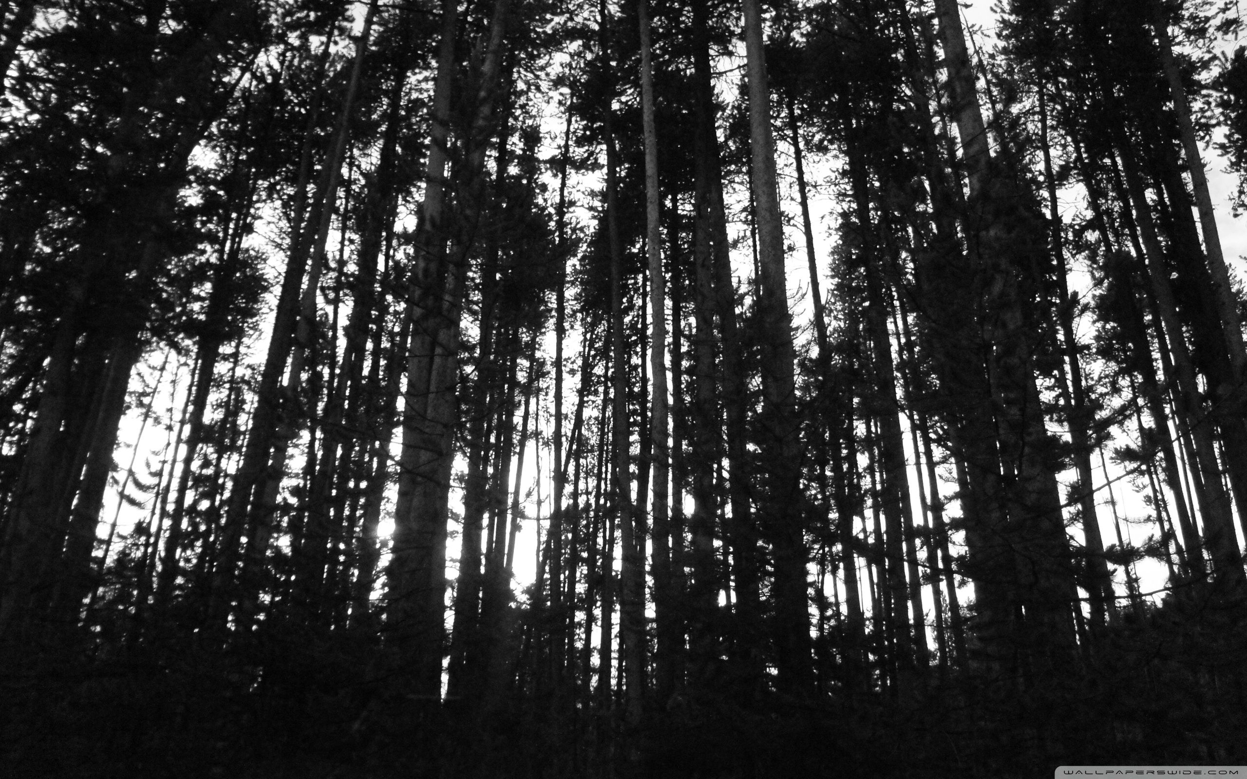 Black Tree Wallpapers Wallpaper Cave