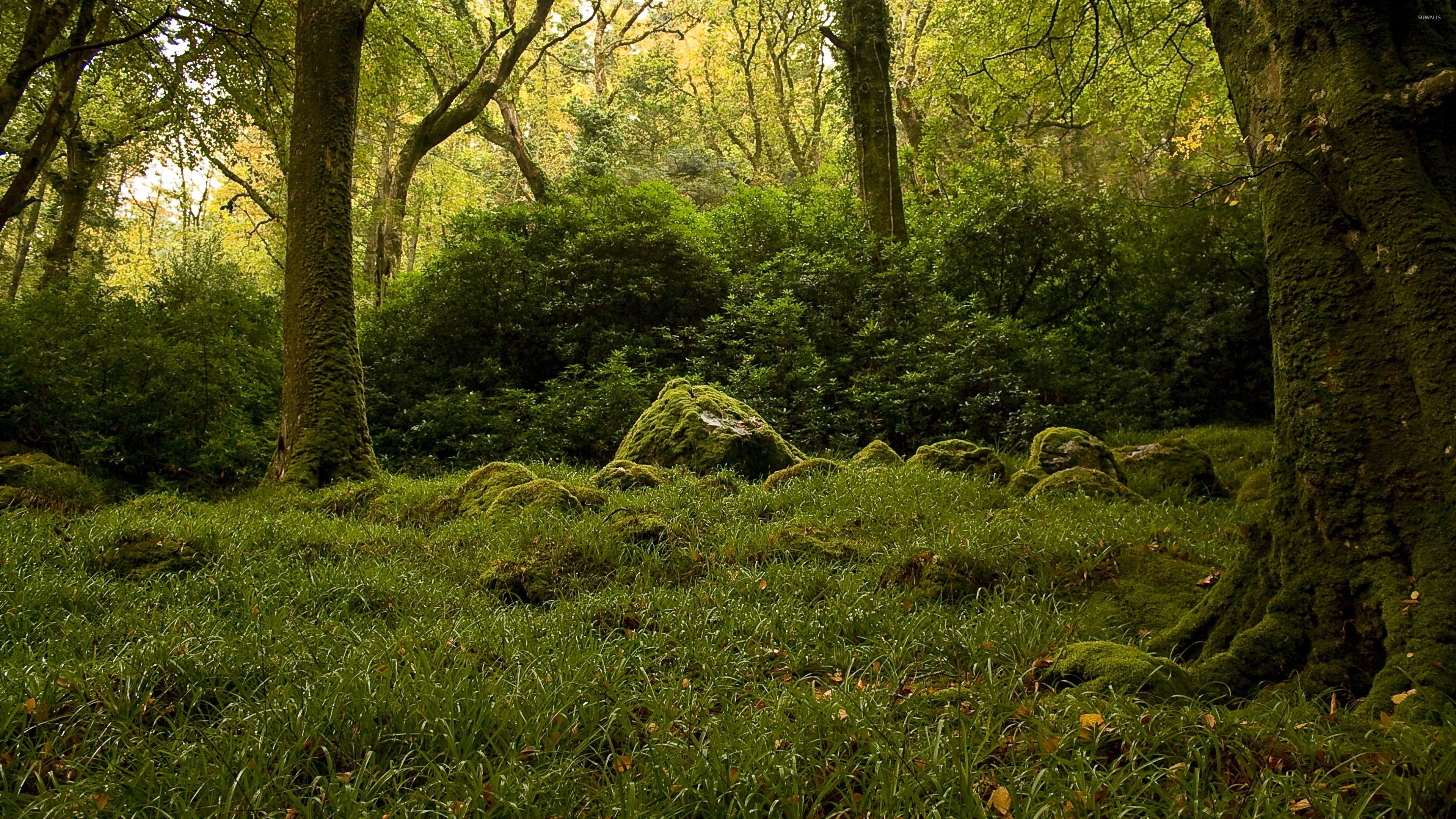 Mossy Forest Wallpapers Wallpaper Cave