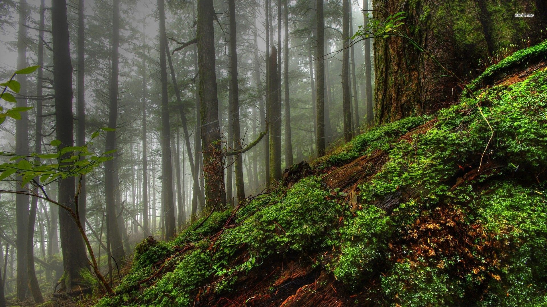 Mossy Forest Wallpapers Wallpaper Cave