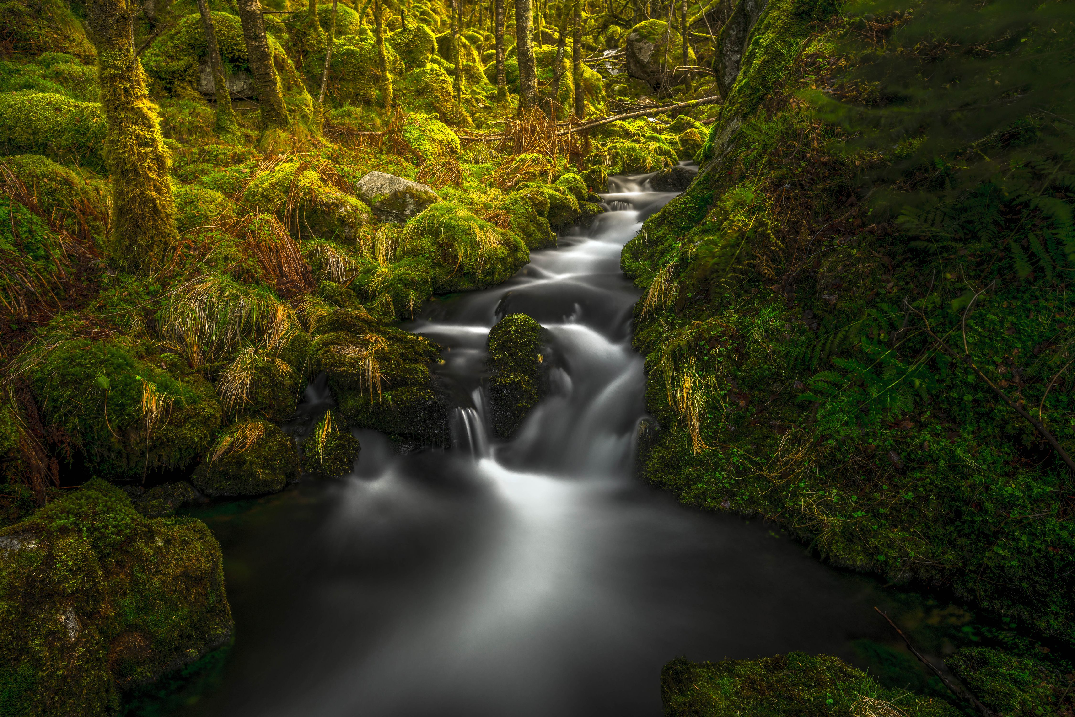 Mossy Forest Wallpapers Wallpaper Cave