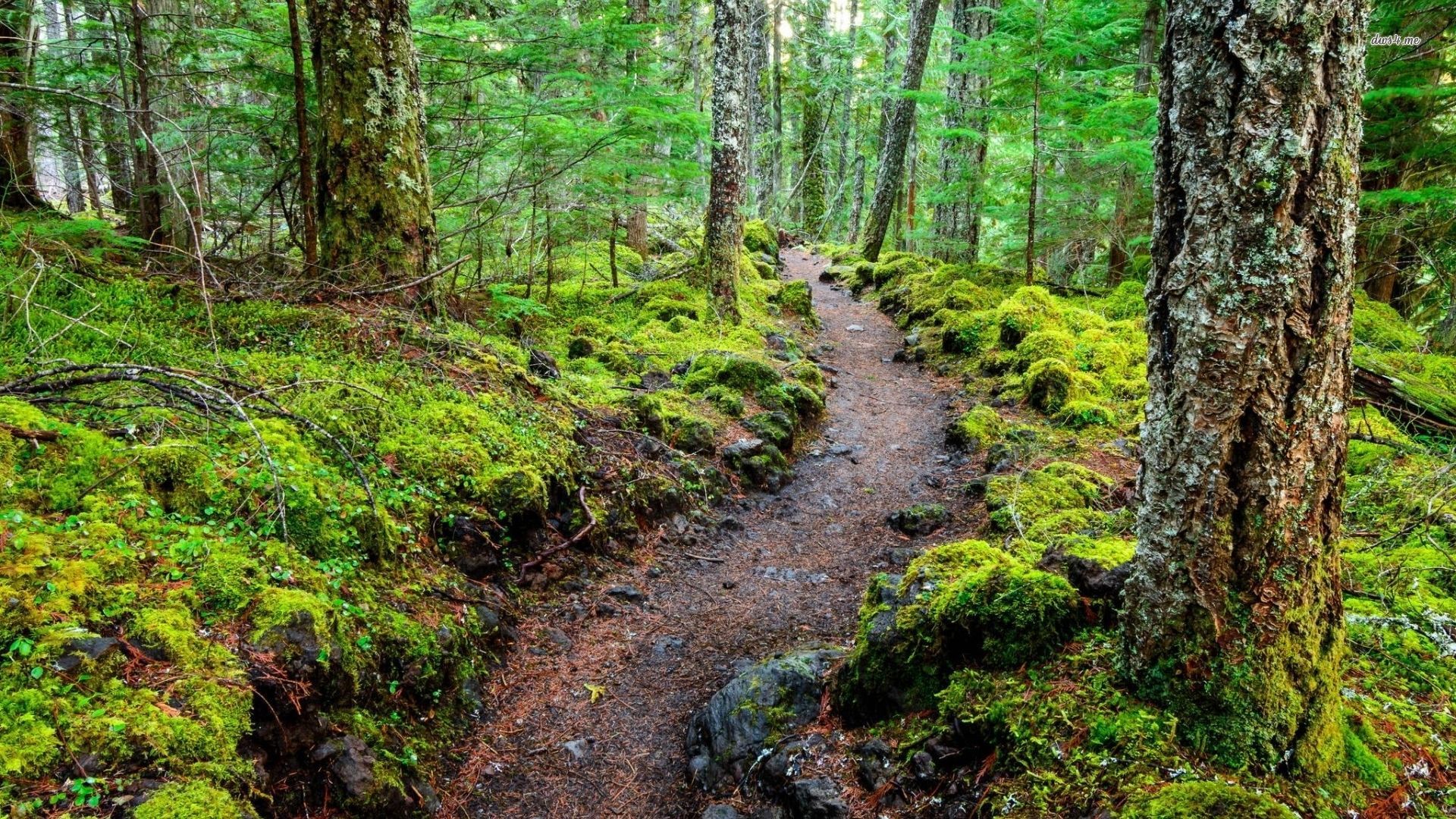 Mossy Forest Wallpapers Wallpaper Cave