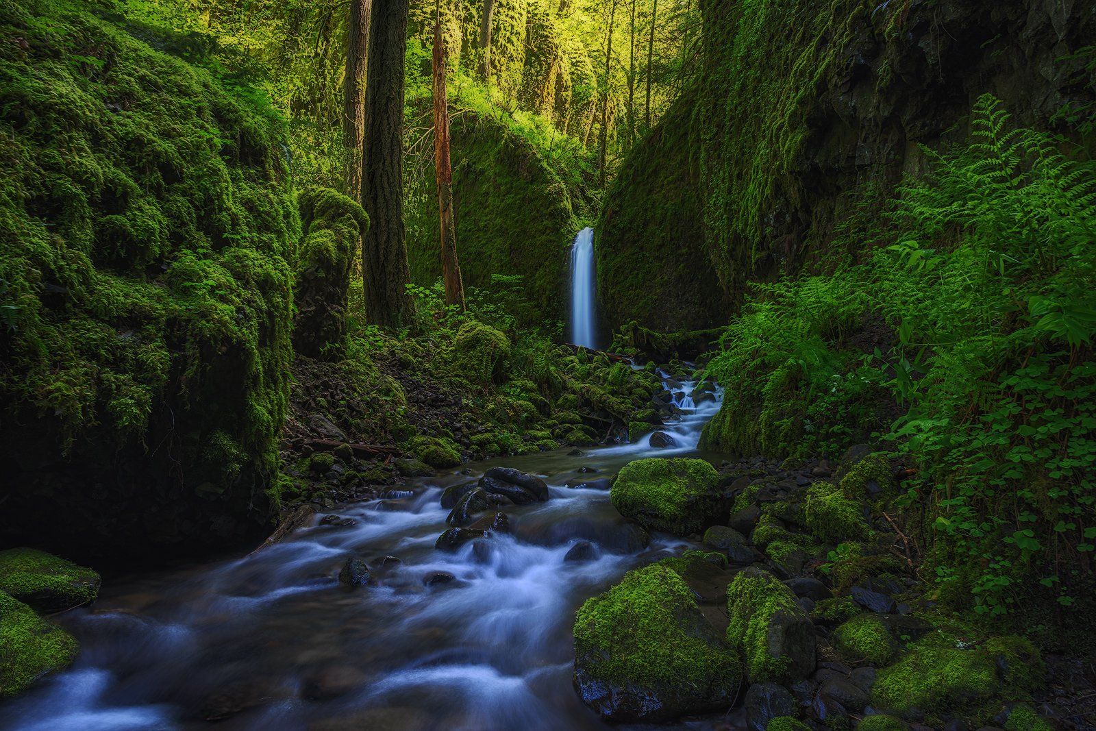 Mossy Forest Wallpapers Wallpaper Cave