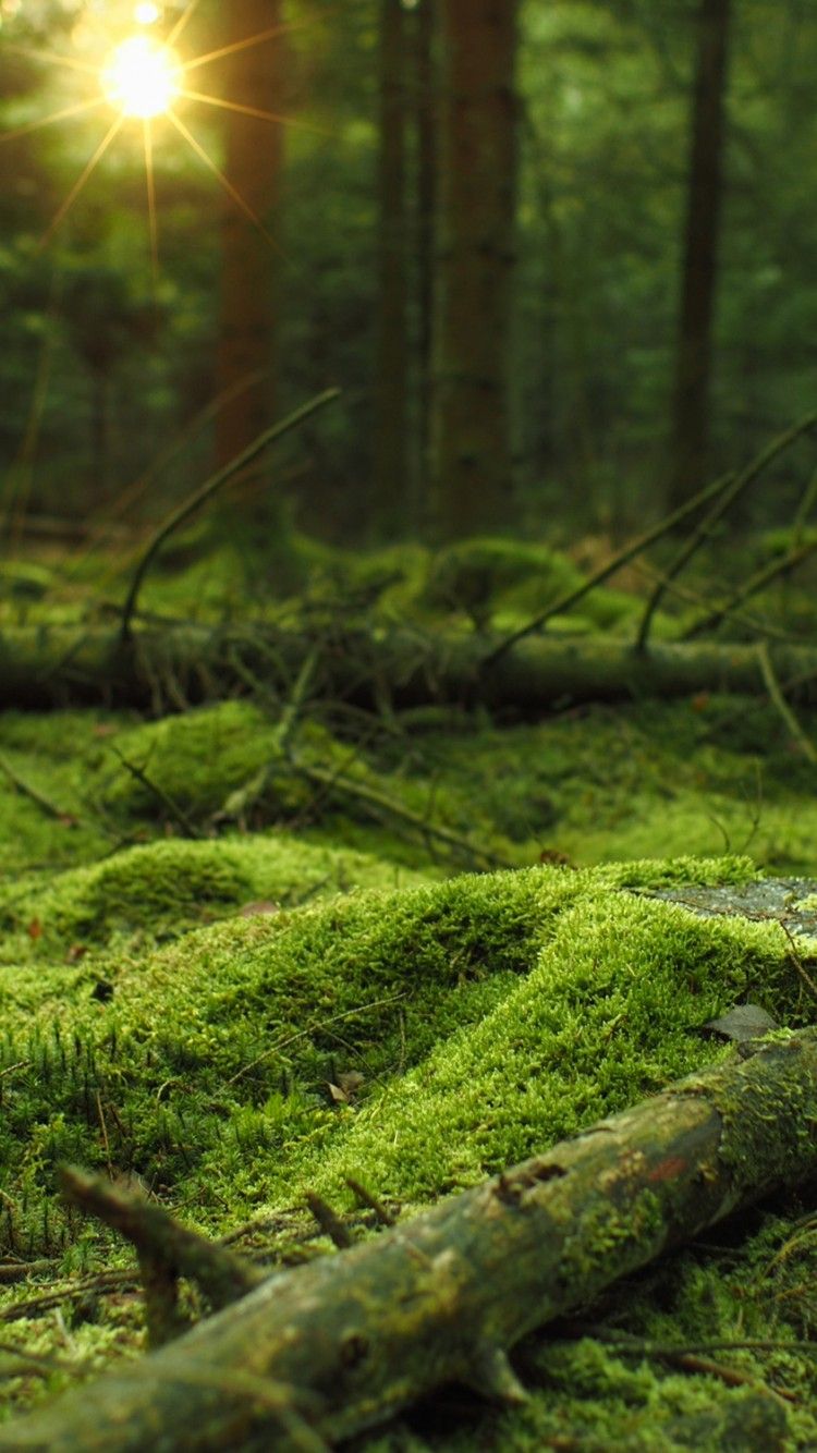 Mossy Forest Wallpapers Wallpaper Cave