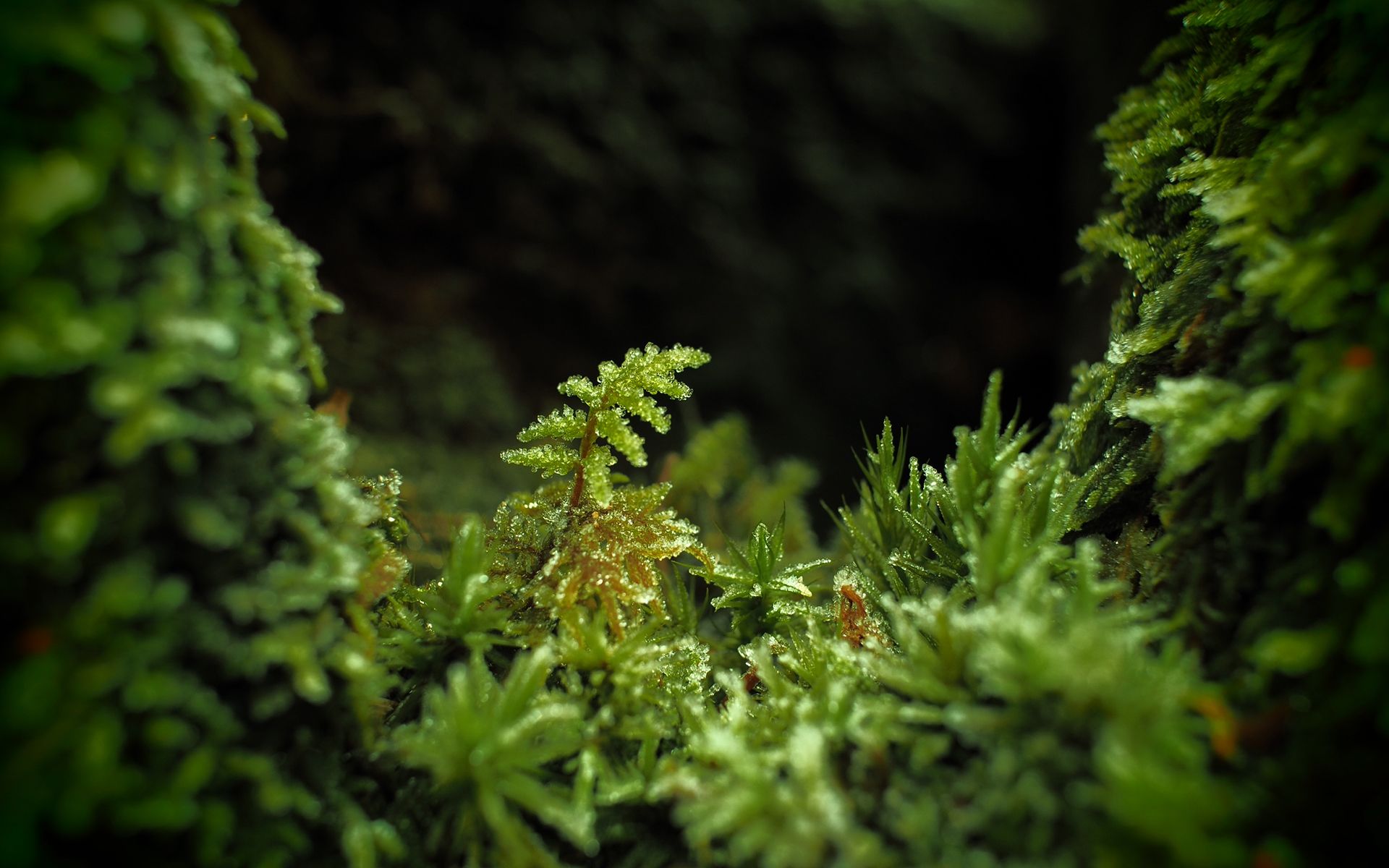Mossy Forest Wallpapers Wallpaper Cave