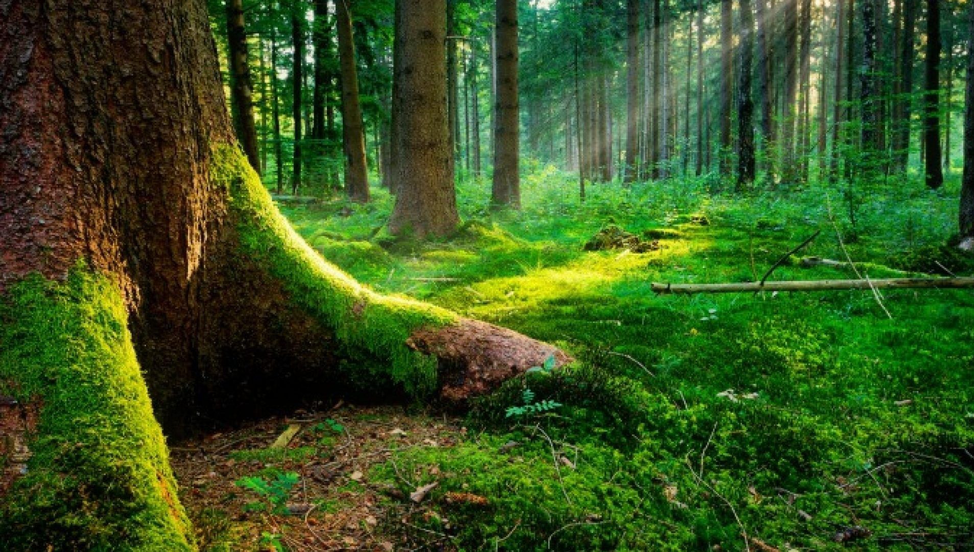 Mossy Forest Wallpapers Wallpaper Cave