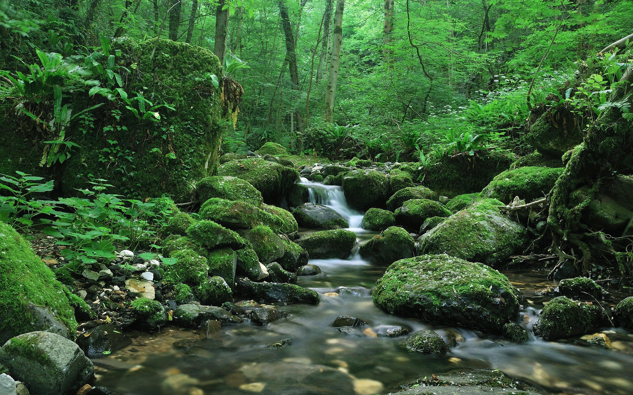 Mossy Forest Wallpapers Wallpaper Cave