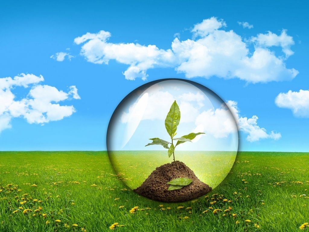 Save Tree Wallpapers Wallpaper Cave