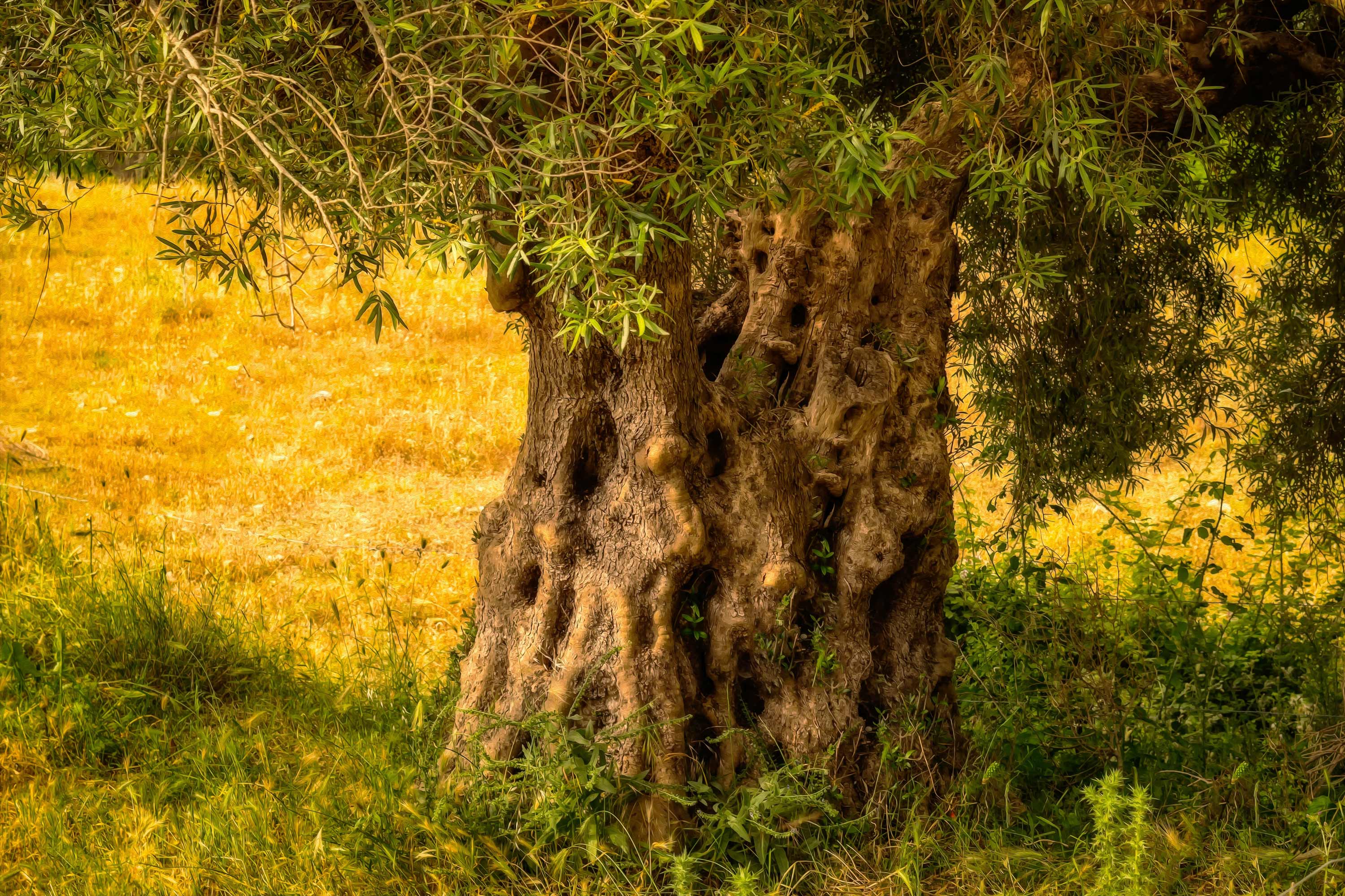 Olive Tree Wallpapers Wallpaper Cave