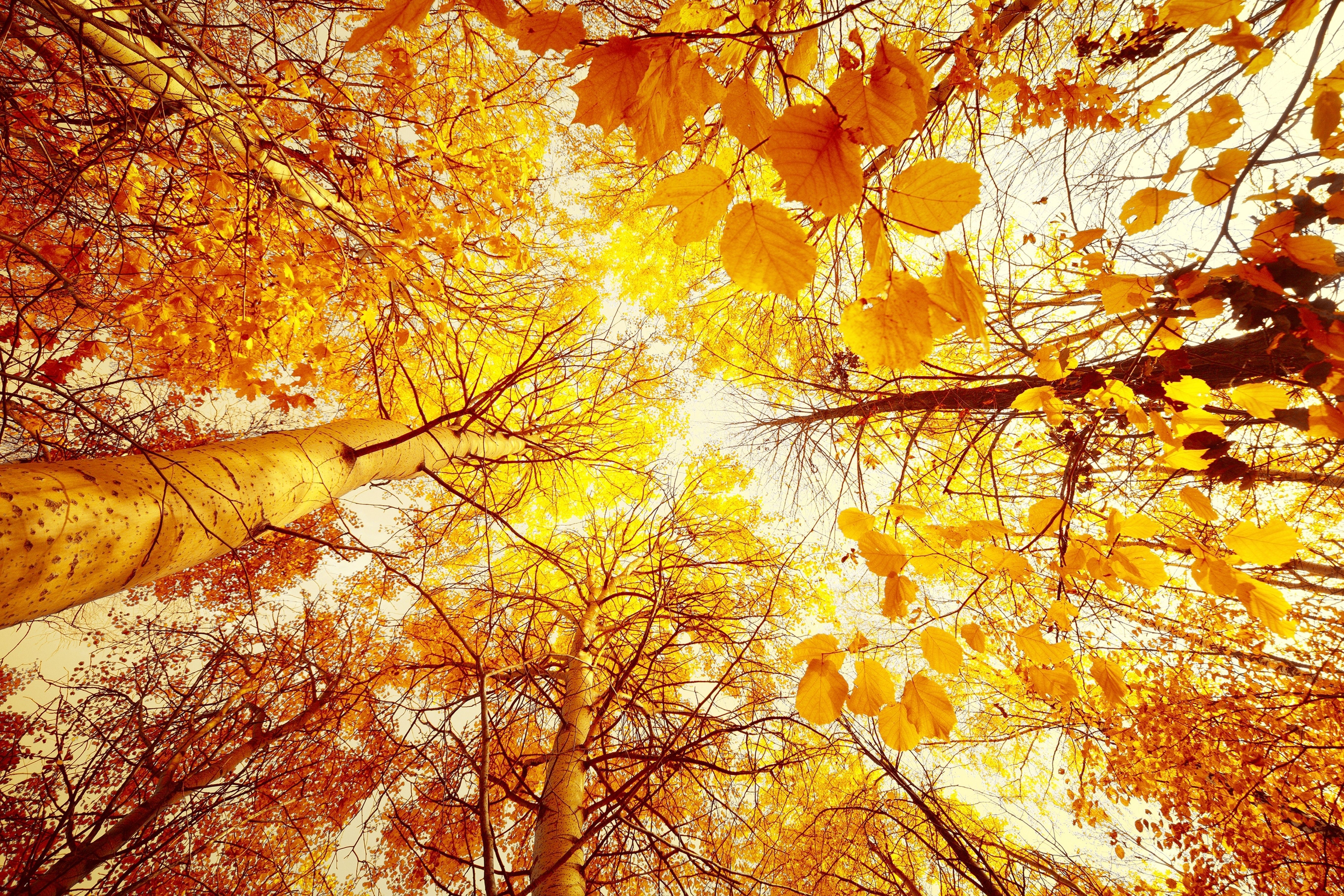 Autumn Tall Trees Wallpapers Wallpaper Cave