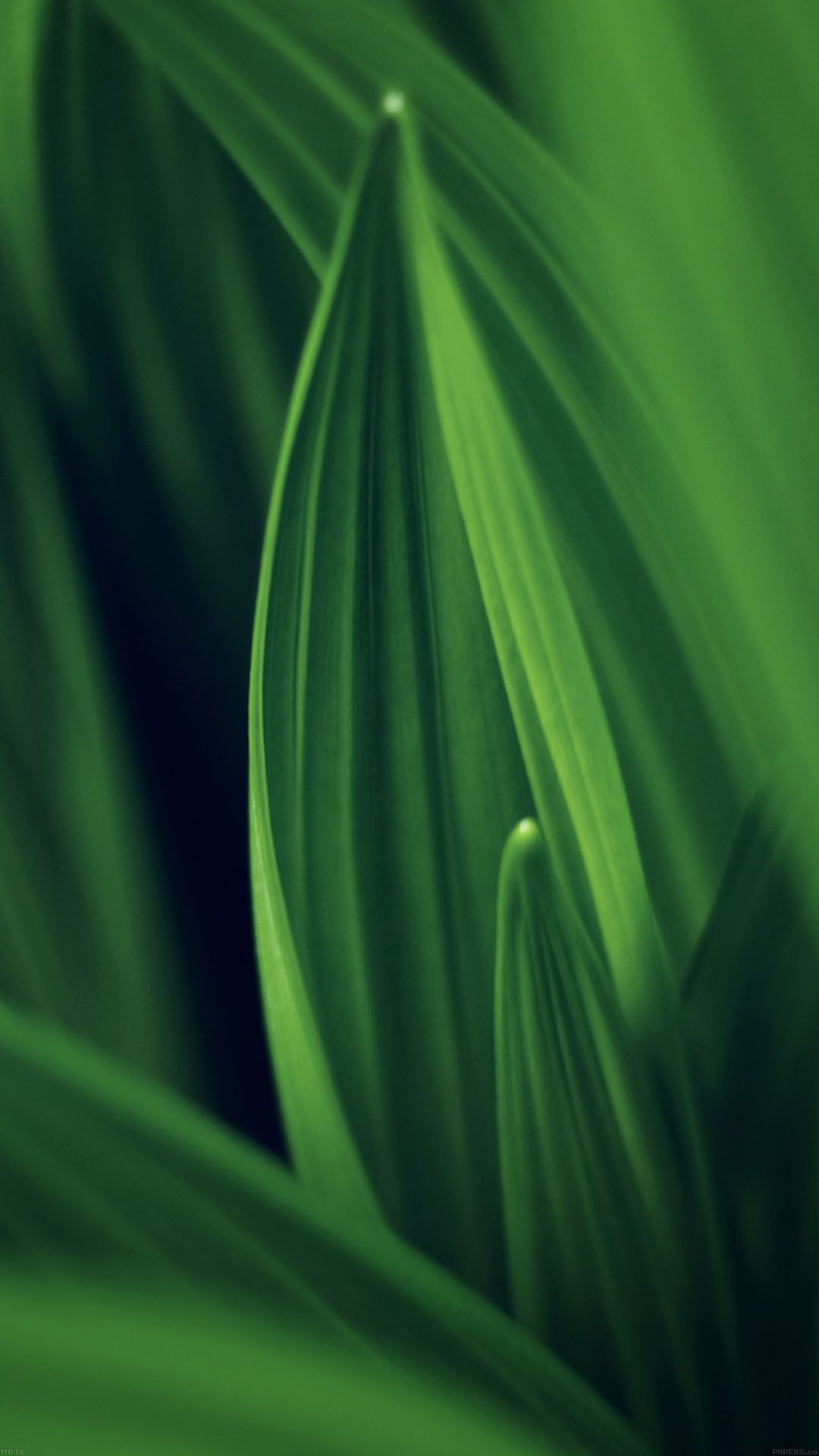 Leaf Cellphone Background Wallpapers MAXIPX