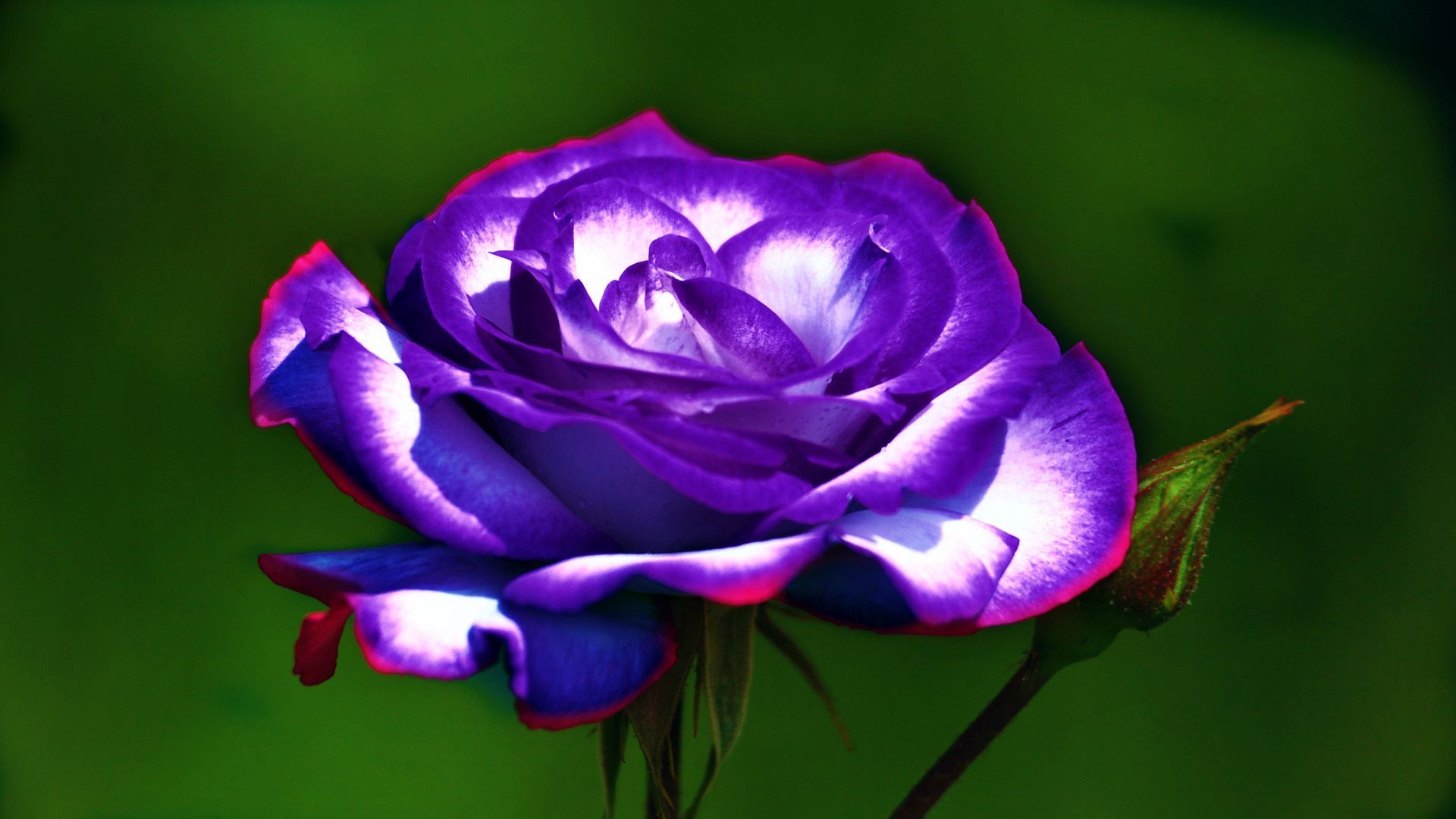 Purple Rose HD Wallpapers Wallpaper Cave