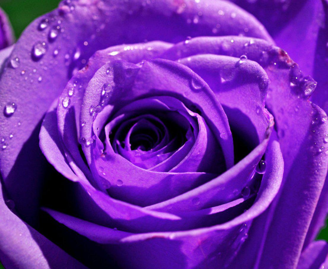 Purple Rose HD Wallpapers Wallpaper Cave