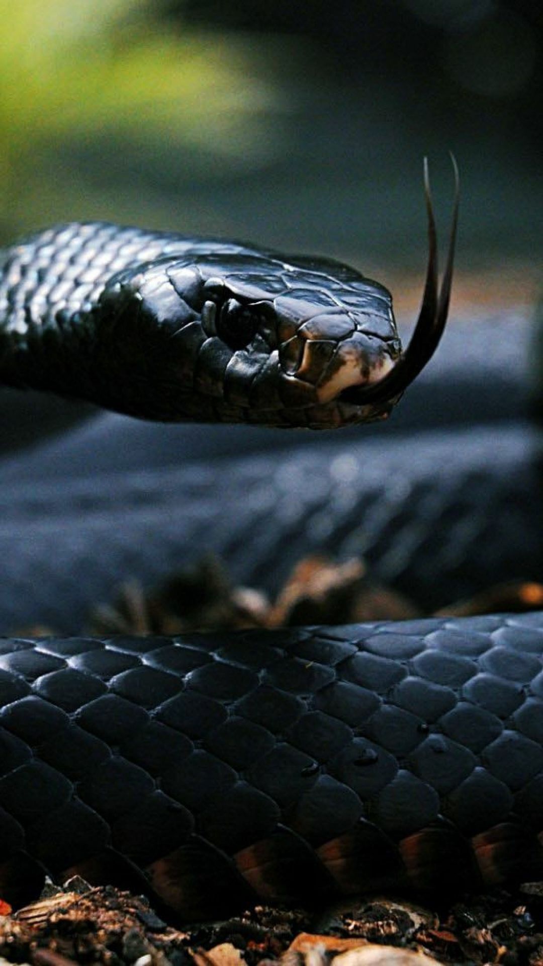 Black Snake Wallpaper Iphone