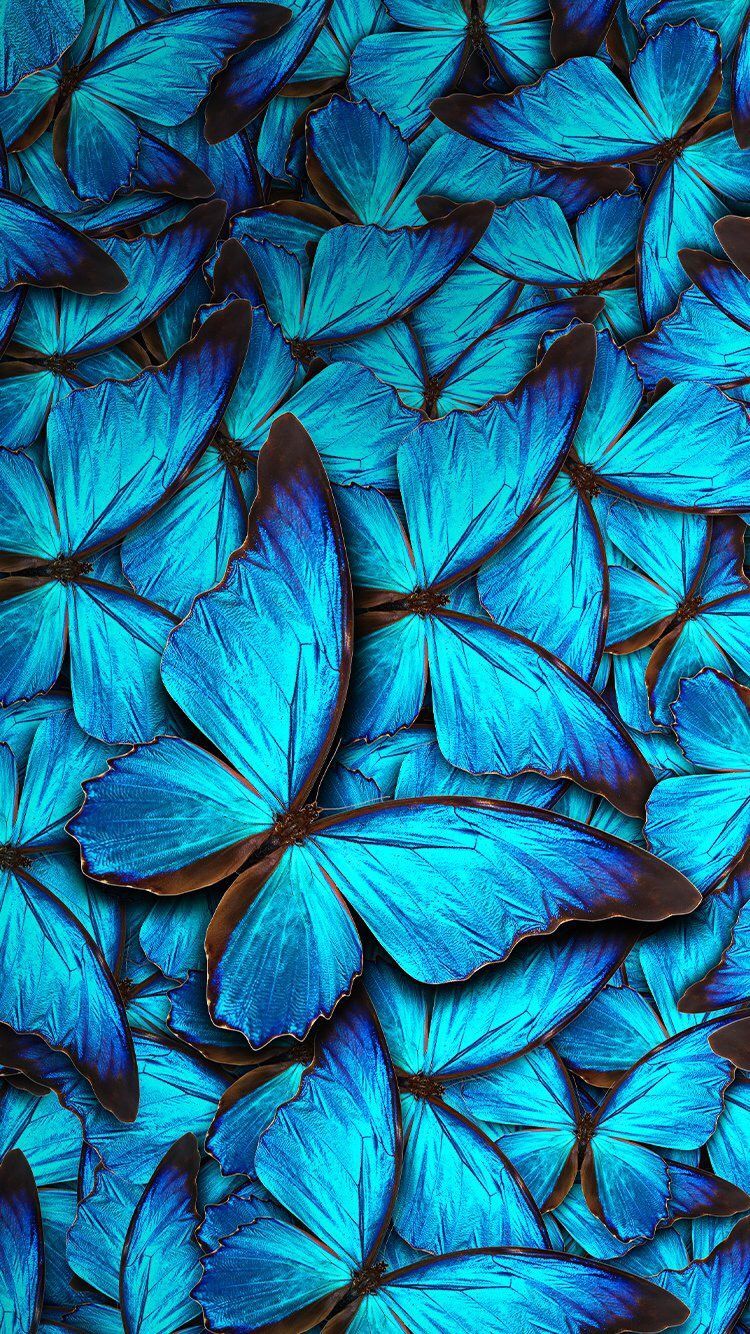 Blue Aesthetic Butterfly Wallpapers Wallpaper Cave