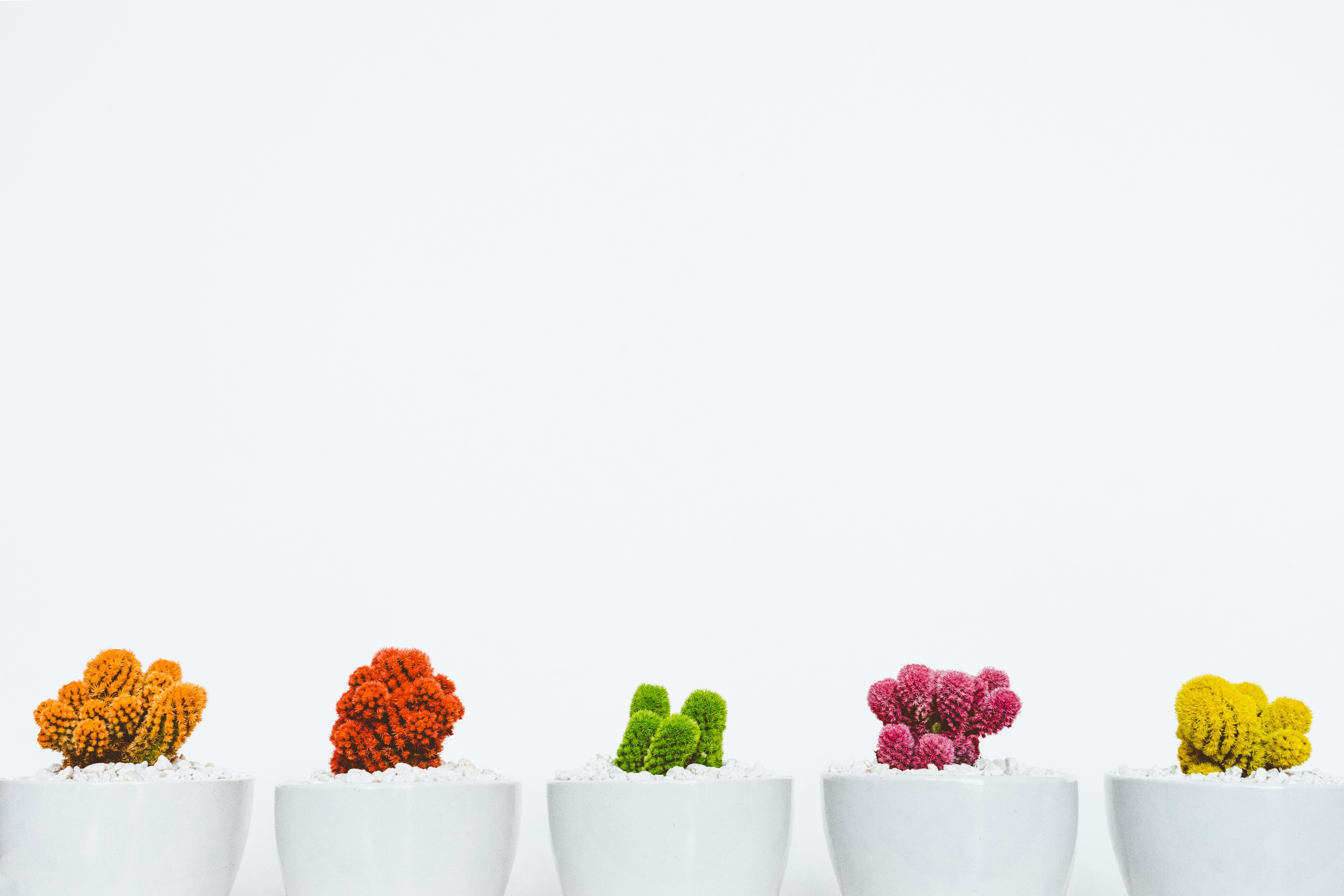 Minimalist Pastel Desktop Plant Wallpapers Wallpaper Cave