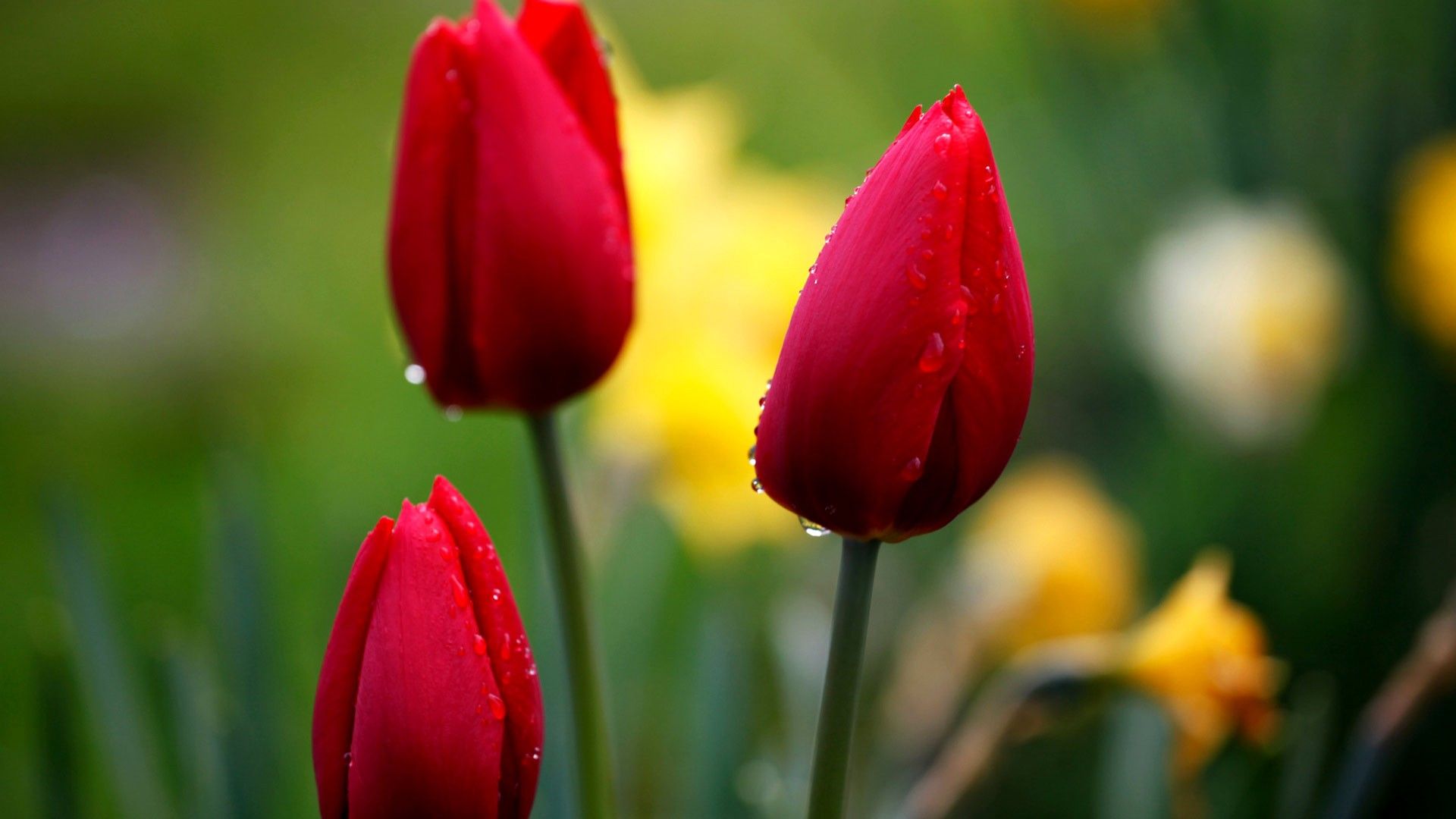 Tulip Flower HD Wallpapers Wallpaper Cave