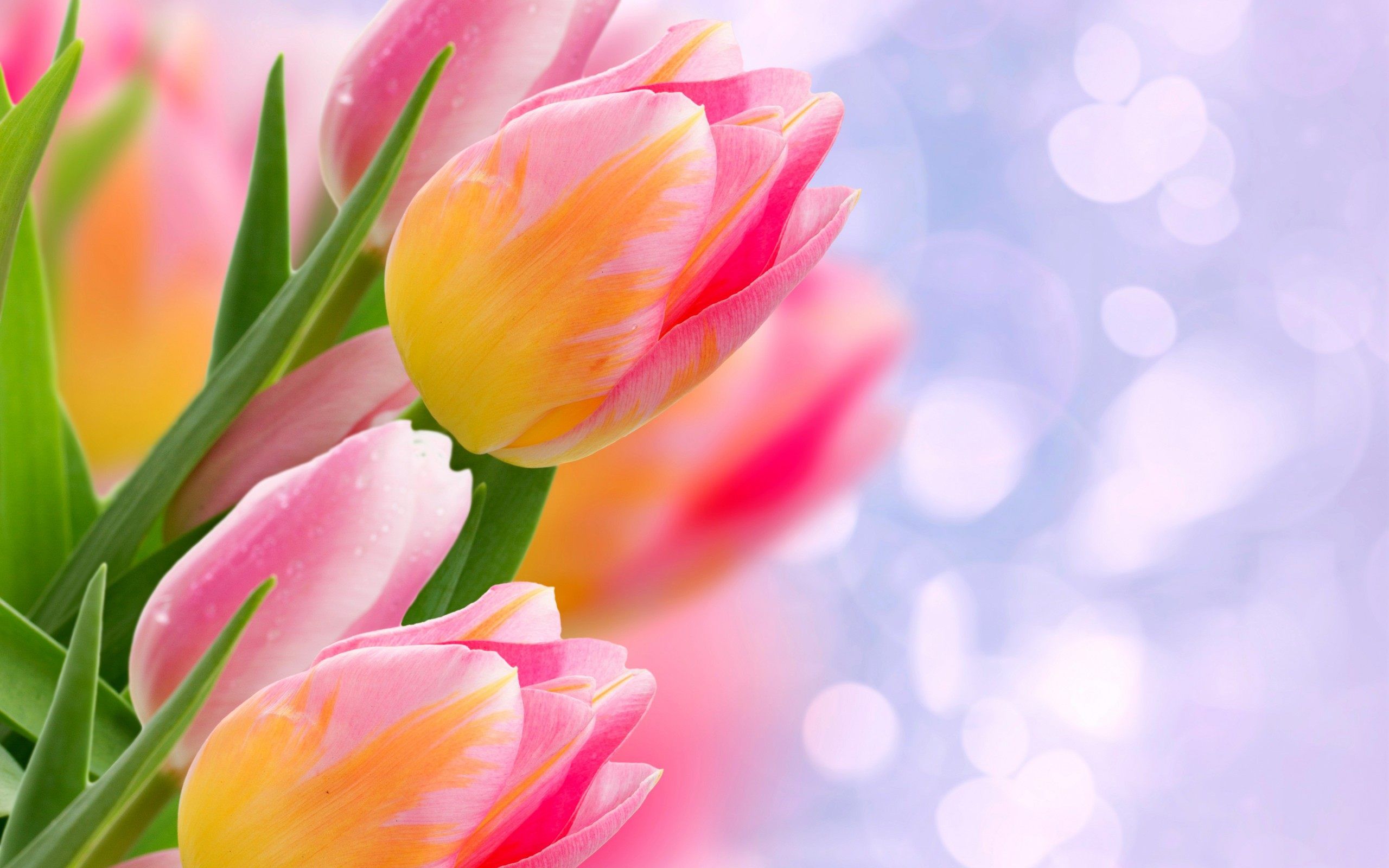 Tulip Flower HD Wallpapers Wallpaper Cave