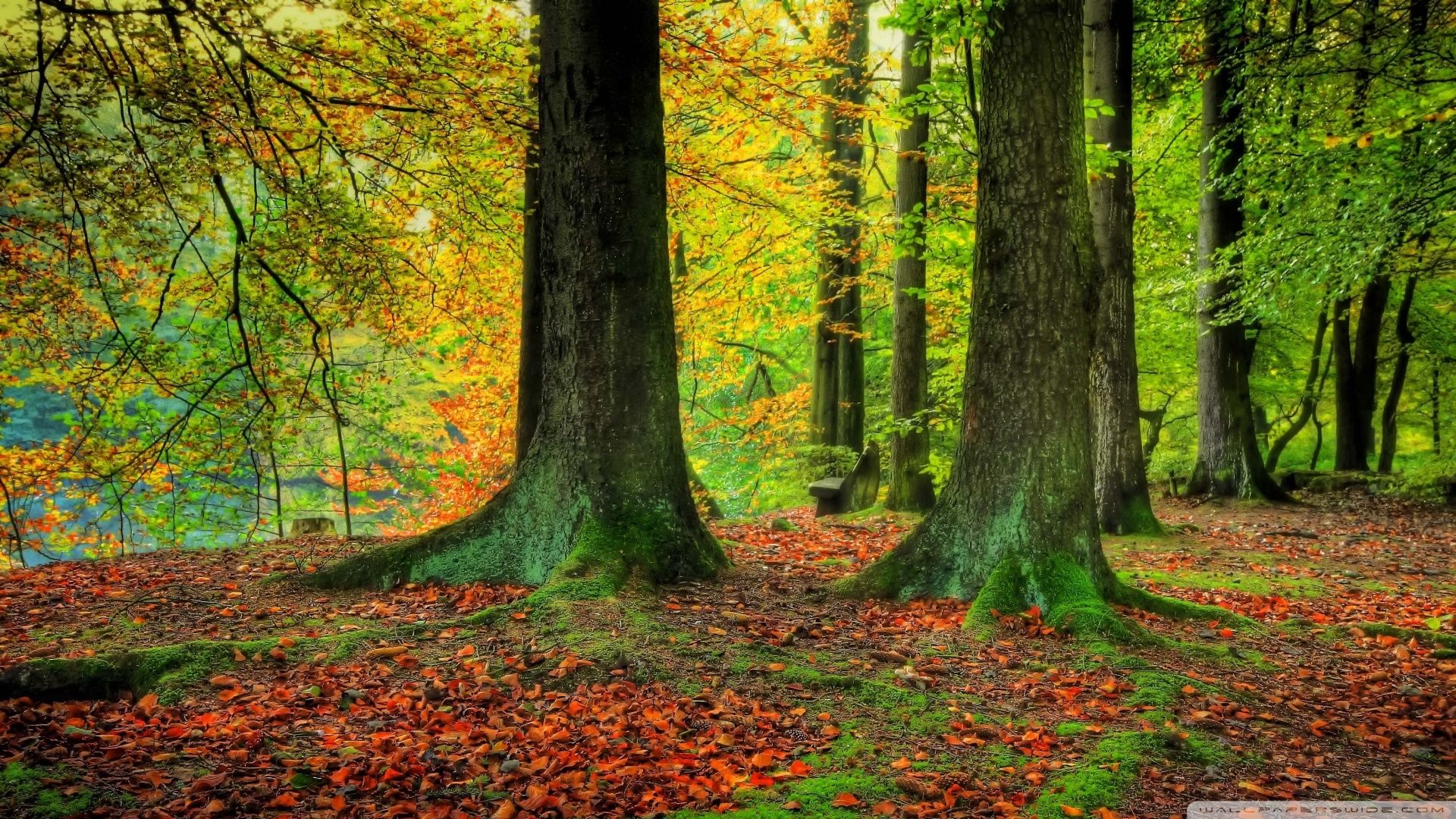 Autumn Tall Trees Wallpapers Wallpaper Cave