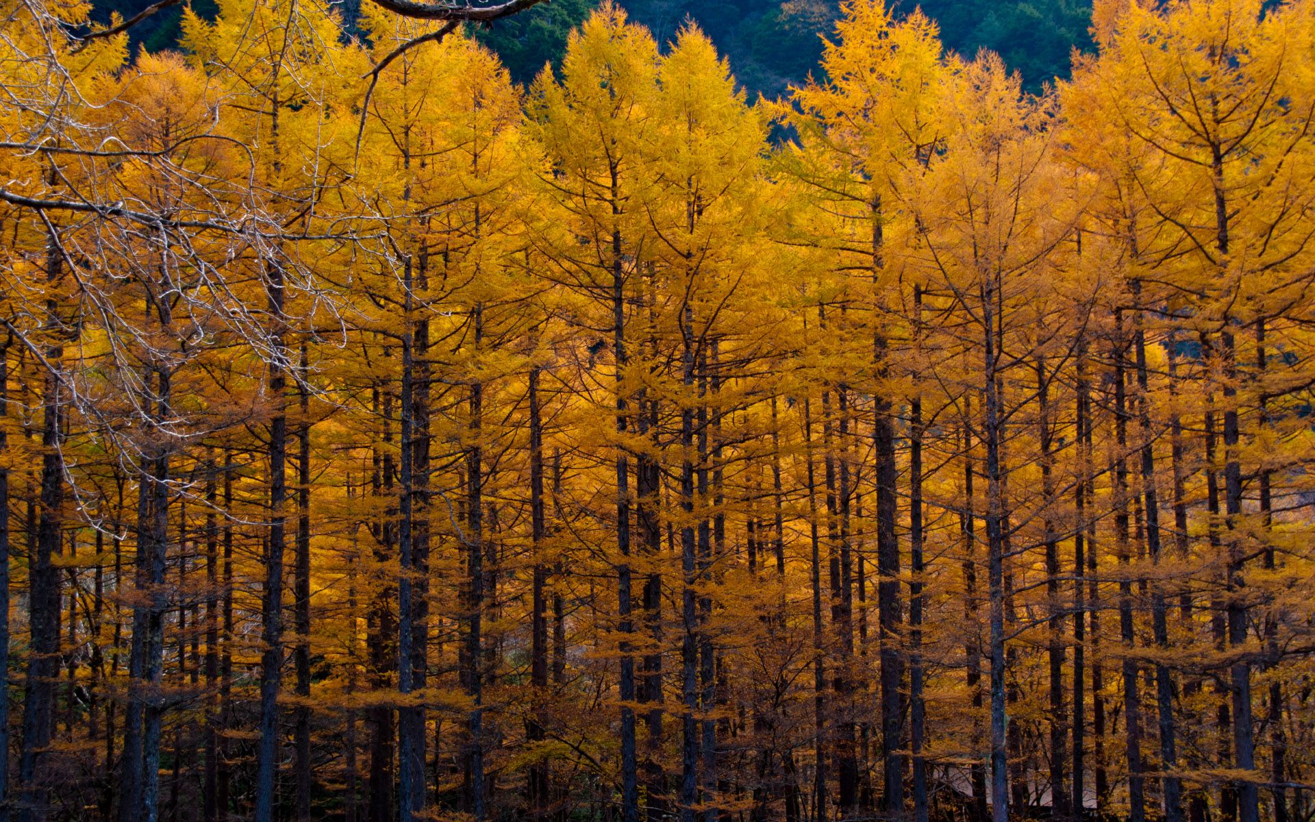 Autumn Tall Trees Wallpapers Wallpaper Cave