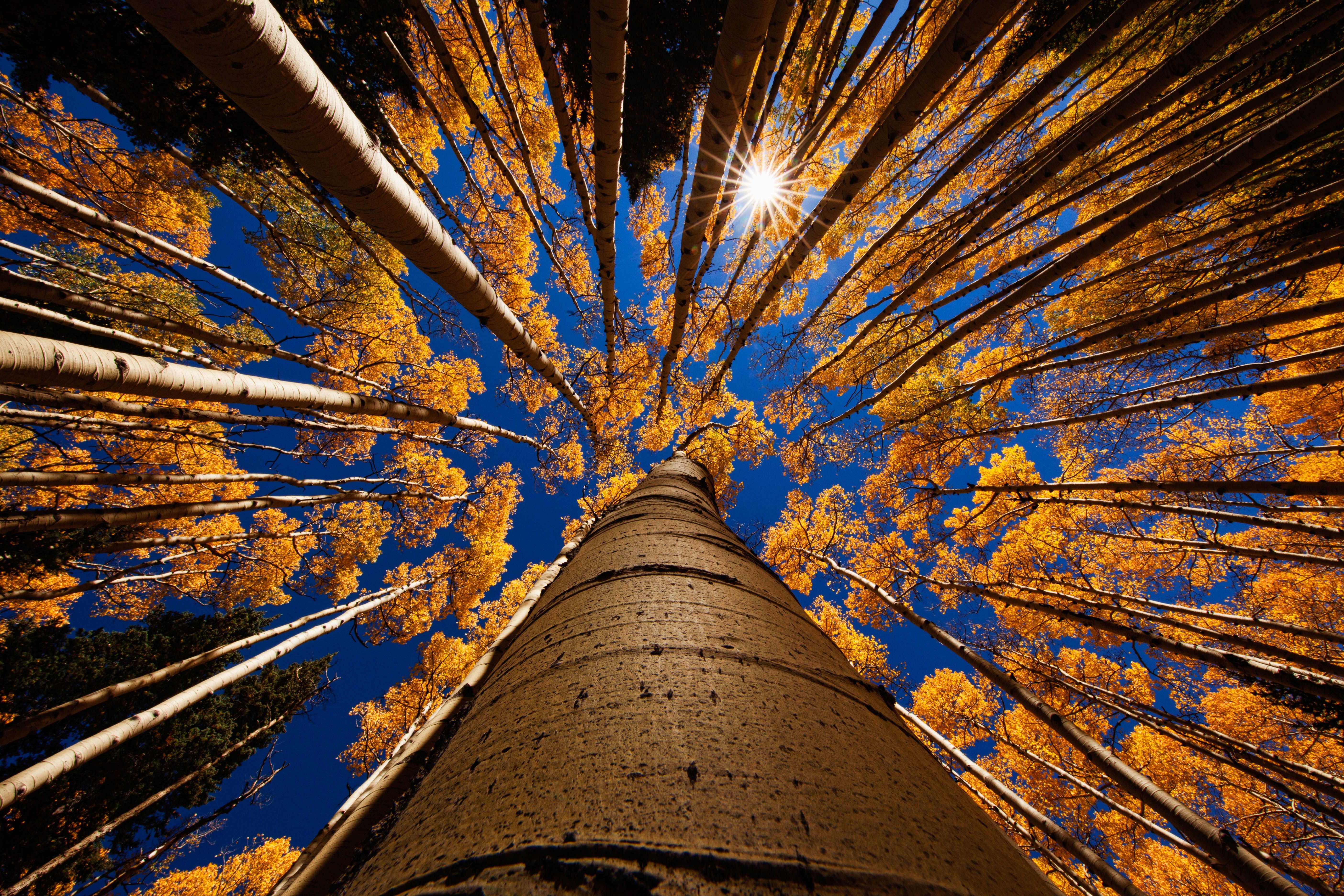 Autumn Tall Trees Wallpapers Wallpaper Cave