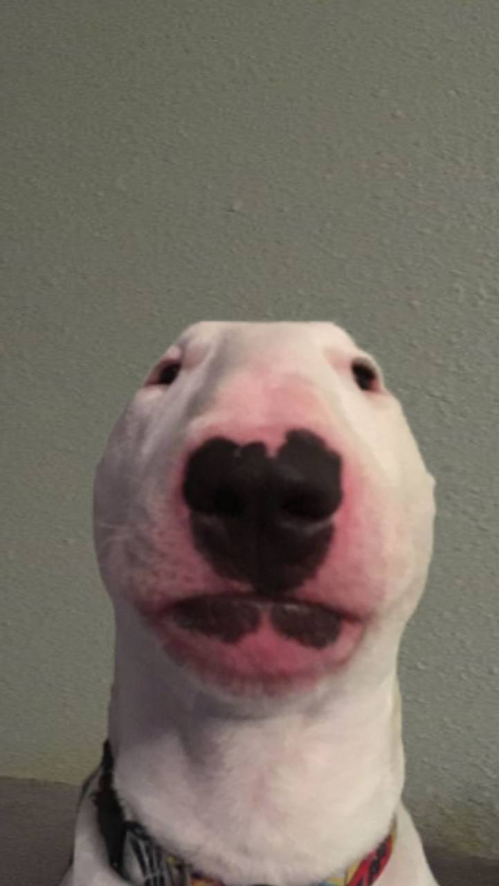 Walter The Dog Wallpapers Wallpaper Cave