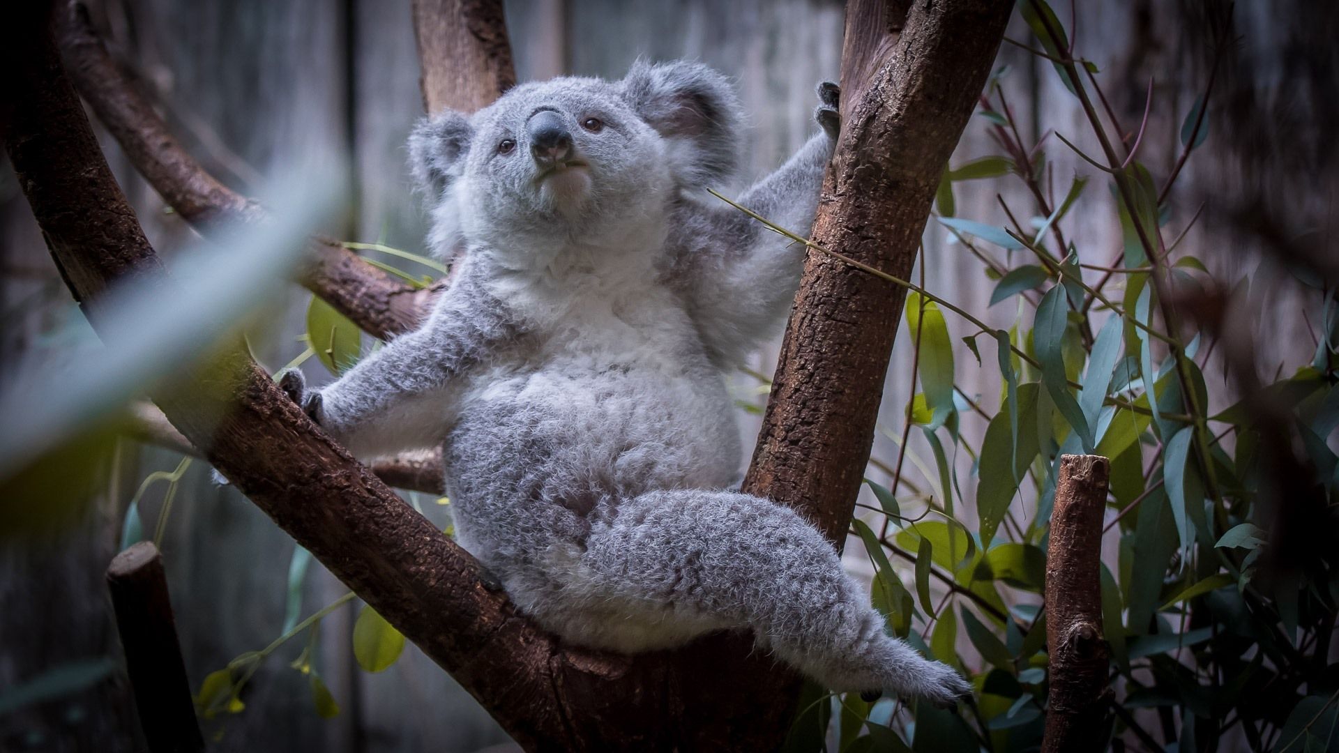Animal Koala HD Wallpapers Wallpaper Cave