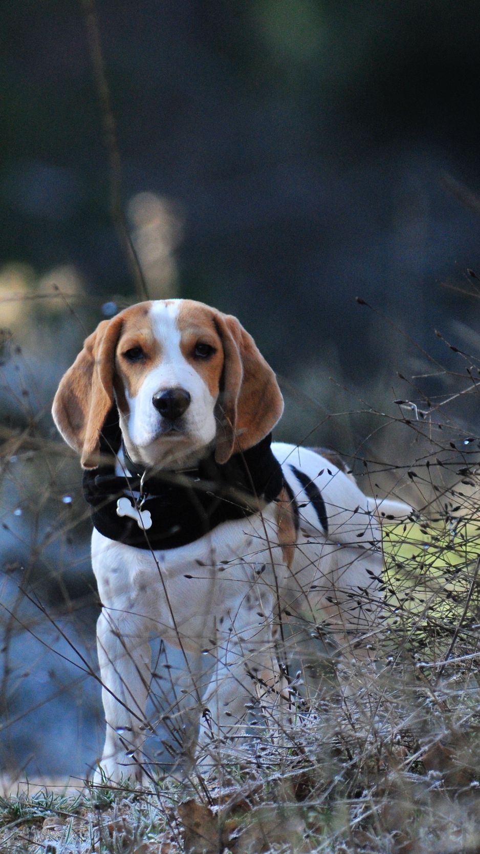 Animal Beagle HD Wallpapers Wallpaper Cave