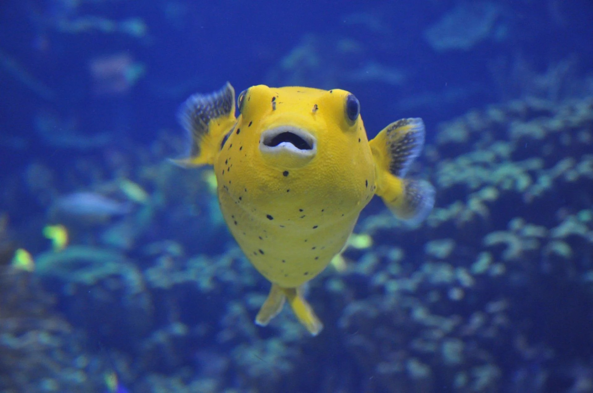 Pufferfish Wallpapers Wallpaper Cave
