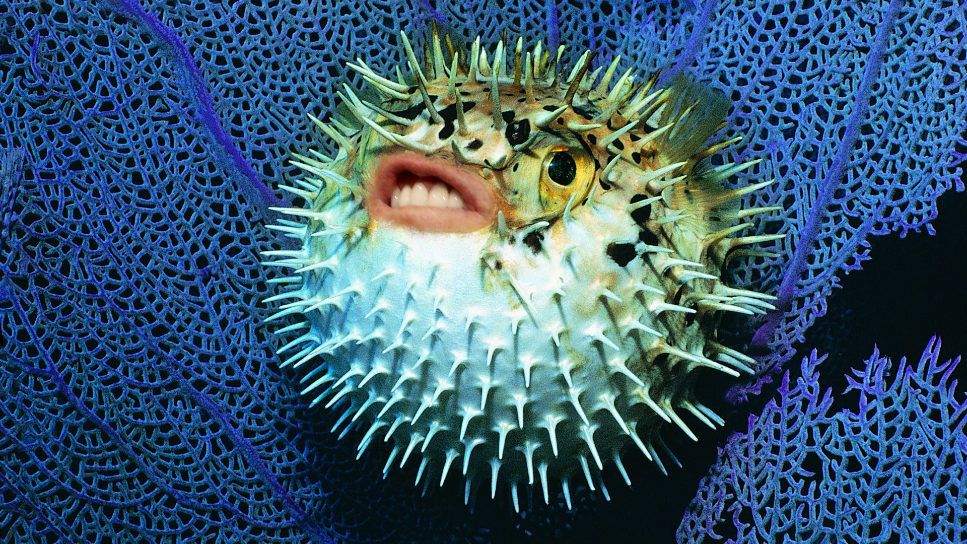 Pufferfish Wallpapers Wallpaper Cave