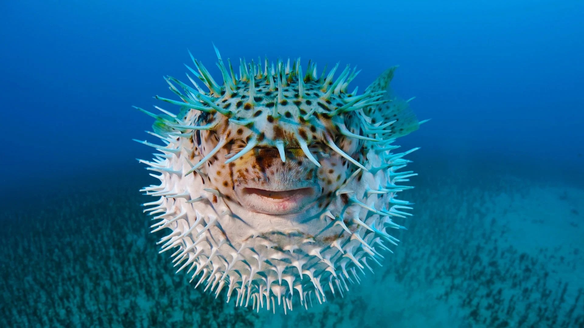 Pufferfish Wallpapers Wallpaper Cave