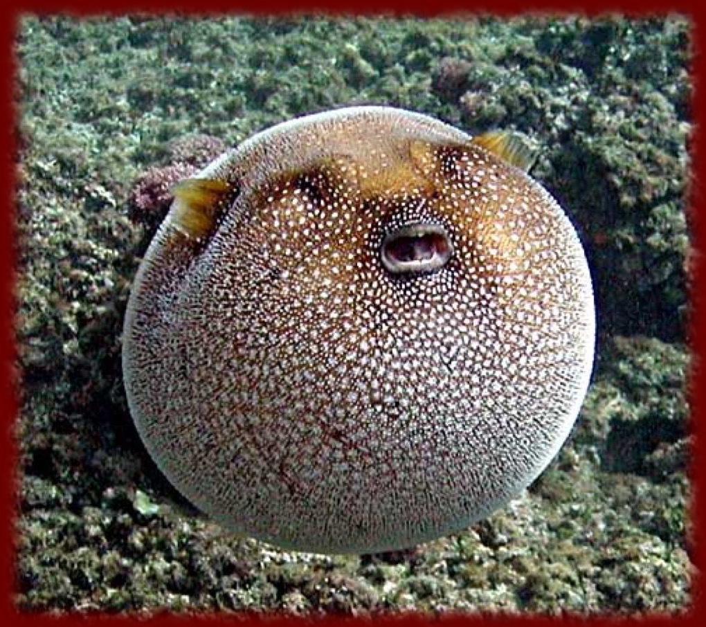 Pufferfish Wallpapers Wallpaper Cave