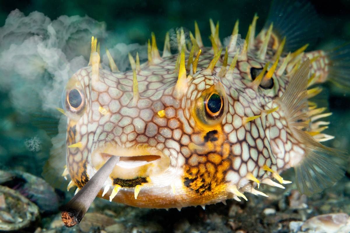 Pufferfish Wallpapers Wallpaper Cave