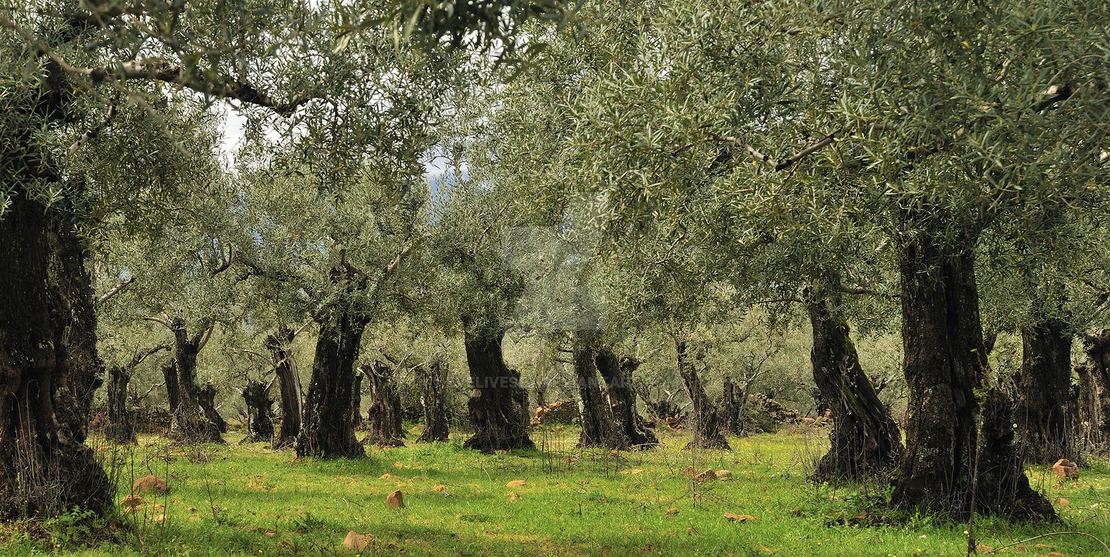 Olive Tree Wallpapers Wallpaper Cave