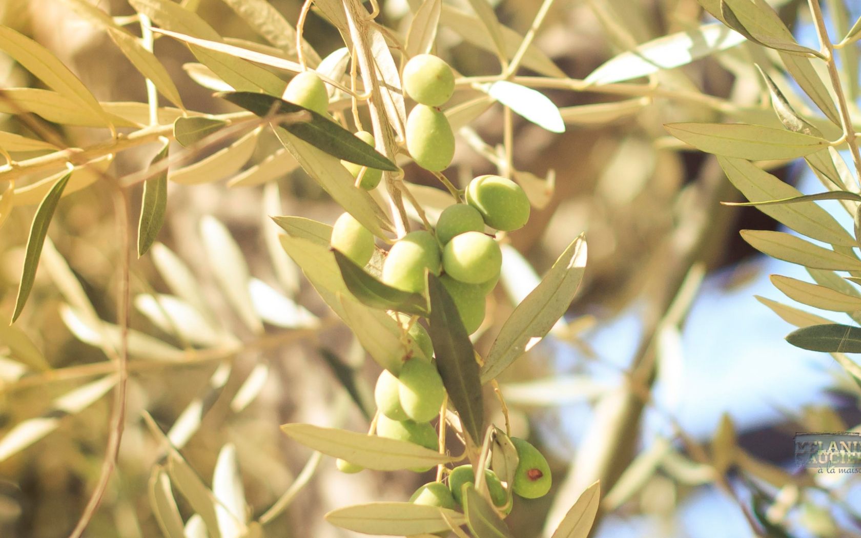 Olive Tree Wallpapers Wallpaper Cave